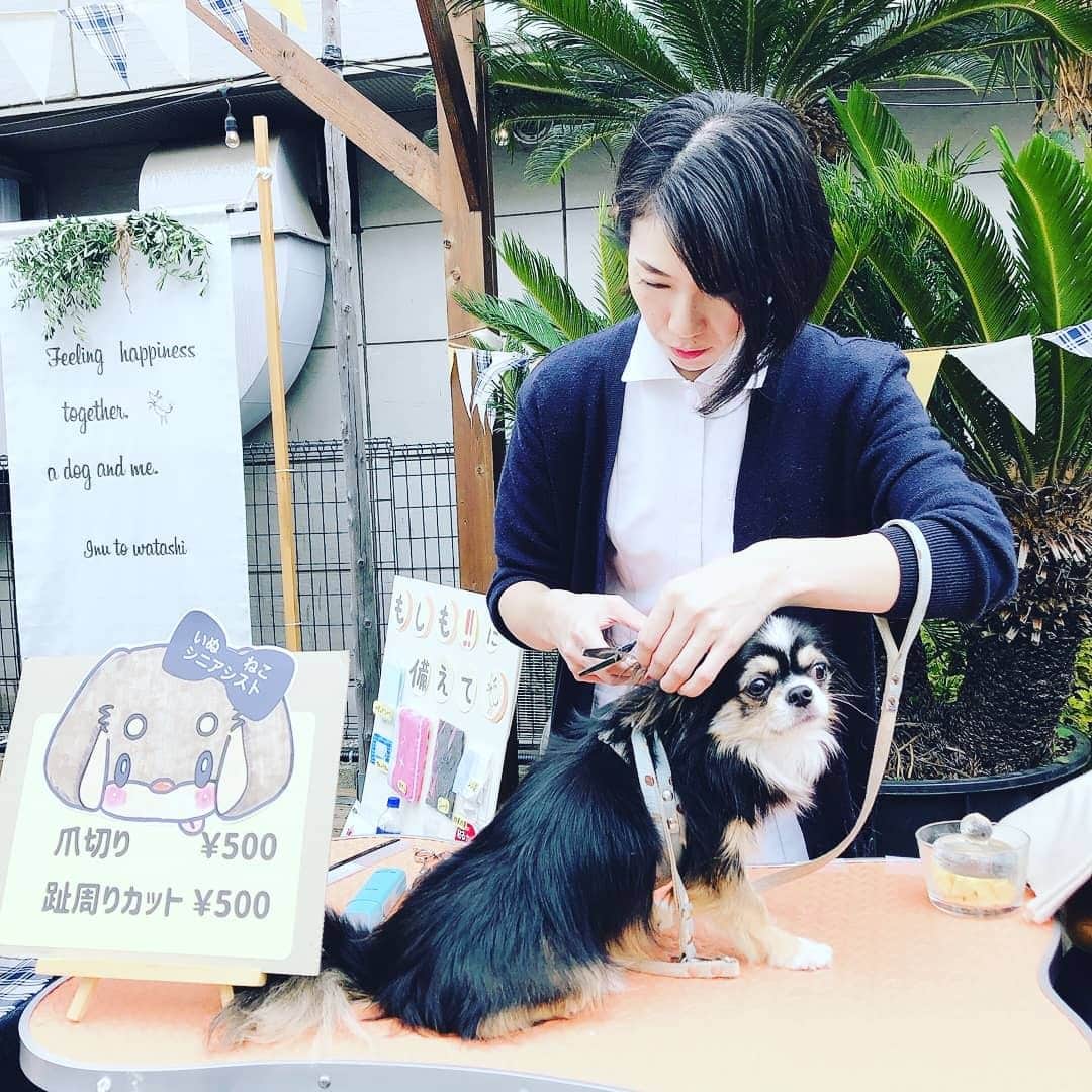 甲斐麻美さんのインスタグラム写真 - (甲斐麻美Instagram)「. 12/16(土)17(日) 愛犬と過ごすSpecial Christmas！ \\いぬcafeガーデン// 　@レイクタウンアウトレットの水辺沿い  【 ワークショップエリア 】 12/16(土)のみ  ＼いぬねこシニアシスト／ (@inuneko_shinia ) ▶ワンコインでお手入れ+わんちゃん相談室  ----------  草加市、八潮市を中心にシニア専門のペットシッターをしているいぬねこシニアシストです！ 平日は動物病院では働きながら、国家資格の愛玩動物看護師も取得し、一層わんちゃんのケアに邁進していく意気込みです。 今回は久しぶりにイベントに参加させてもらいドキドキですが、イベントでわんちゃんと飼い主さんに会えるのを楽しみにしています。 ワンコインで日頃のお手入れ(爪切りor足周りカットorお耳ケア)どれか１ヵ所をしながら、動物病院で聞く程のことでもないけど、ちょっと聞いてみたいご相談にお答えします！  ---------- ※事前予約等は各出店者様のDMへ 直接お問い合わせ下さい  ================ 　いぬ cafe ガーデン ================ 日時：R5.12/16(土)17(日) 10:00～15:00 ※雨天中止 場所：レイクタウンアウトレット JR武蔵野線　越谷レイクタウン駅　徒歩7分 ※入場無料 ※カフェエリア予約優先（ワンドリンク制）  ■カフェのご予約はこちら💓 >> https//reserva.be/inutowatashi プロフィール欄から飛べます🕊  #いぬcafeガーデン #いぬとわたし #レイクタウンアウトレット #犬イベント #いぬのいる暮らし #ドッグカフェ #犬とクリスマス #クリスマスイベント #犬との暮らし #犬ファースト #犬好きさんと繋がりたい #犬がいないと生きていけません #犬好き　#いぬカフェ #犬のイベント #犬イベント #ワンコのケア  #犬のお悩み相談」12月7日 20時00分 - inuto_watashi