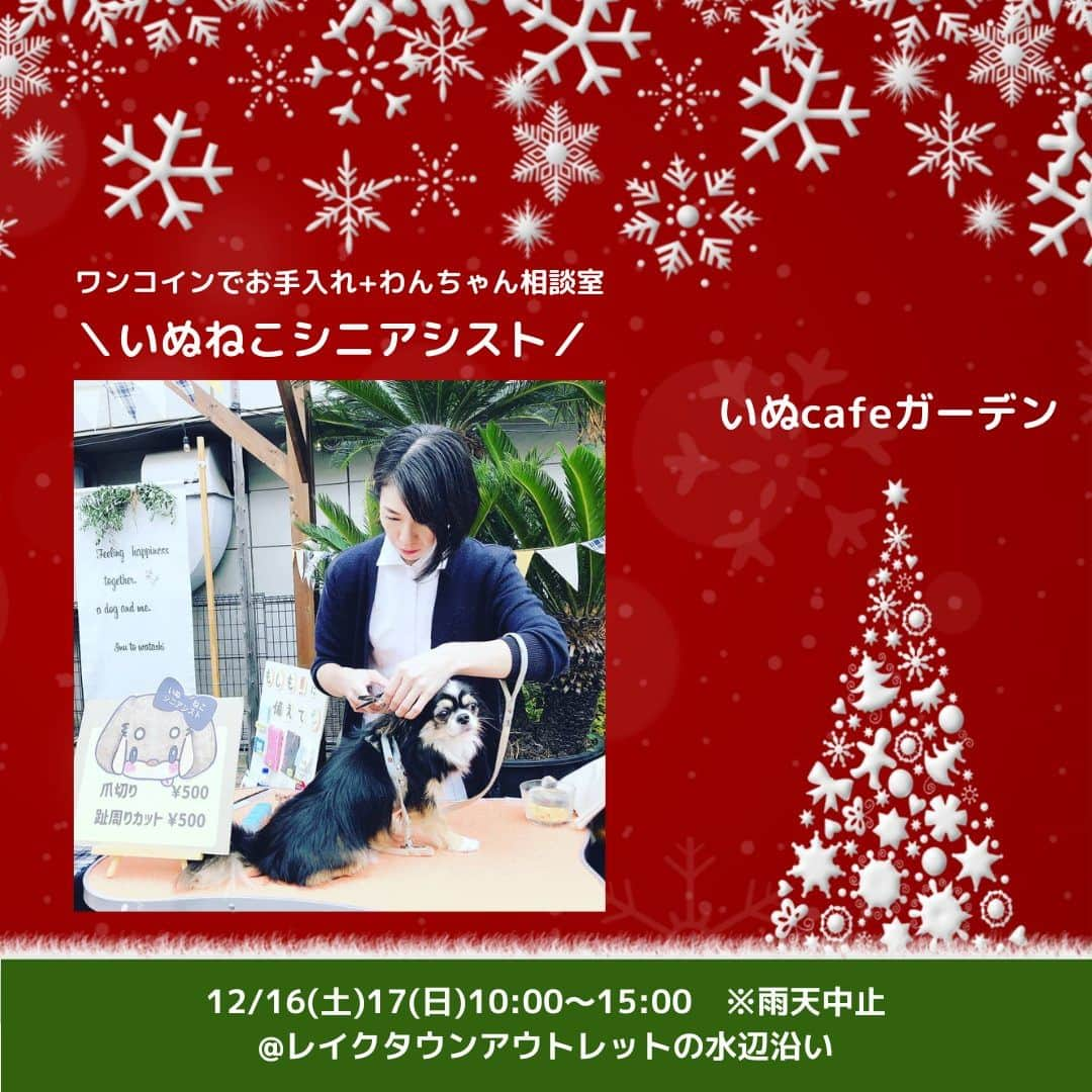 甲斐麻美のインスタグラム：「. 12/16(土)17(日) 愛犬と過ごすSpecial Christmas！ \\いぬcafeガーデン// 　@レイクタウンアウトレットの水辺沿い  【 ワークショップエリア 】 12/16(土)のみ  ＼いぬねこシニアシスト／ (@inuneko_shinia ) ▶ワンコインでお手入れ+わんちゃん相談室  ----------  草加市、八潮市を中心にシニア専門のペットシッターをしているいぬねこシニアシストです！ 平日は動物病院では働きながら、国家資格の愛玩動物看護師も取得し、一層わんちゃんのケアに邁進していく意気込みです。 今回は久しぶりにイベントに参加させてもらいドキドキですが、イベントでわんちゃんと飼い主さんに会えるのを楽しみにしています。 ワンコインで日頃のお手入れ(爪切りor足周りカットorお耳ケア)どれか１ヵ所をしながら、動物病院で聞く程のことでもないけど、ちょっと聞いてみたいご相談にお答えします！  ---------- ※事前予約等は各出店者様のDMへ 直接お問い合わせ下さい  ================ 　いぬ cafe ガーデン ================ 日時：R5.12/16(土)17(日) 10:00～15:00 ※雨天中止 場所：レイクタウンアウトレット JR武蔵野線　越谷レイクタウン駅　徒歩7分 ※入場無料 ※カフェエリア予約優先（ワンドリンク制）  ■カフェのご予約はこちら💓 >> https//reserva.be/inutowatashi プロフィール欄から飛べます🕊  #いぬcafeガーデン #いぬとわたし #レイクタウンアウトレット #犬イベント #いぬのいる暮らし #ドッグカフェ #犬とクリスマス #クリスマスイベント #犬との暮らし #犬ファースト #犬好きさんと繋がりたい #犬がいないと生きていけません #犬好き　#いぬカフェ #犬のイベント #犬イベント #ワンコのケア  #犬のお悩み相談」