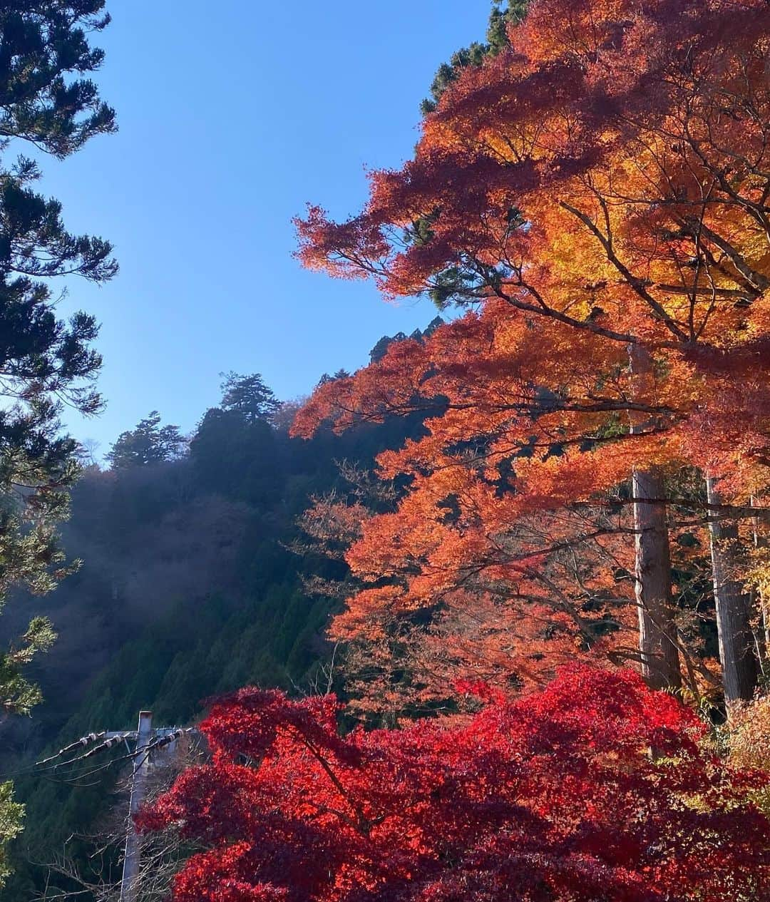 潘佳伊さんのインスタグラム写真 - (潘佳伊Instagram)「先週末は大山の阿夫利神社へ⛩️⛰️ 頂上までは行かなかったけど想像以上に絶景すぎて感動🥹  紅葉も綺麗だった〜🍁  #紅葉 #紅葉スポット #大山阿夫利神社 #阿夫利神社 #大山 #伊勢原 #伊勢原グルメ #登山 #茶寮石尊」12月7日 20時39分 - hankaichan