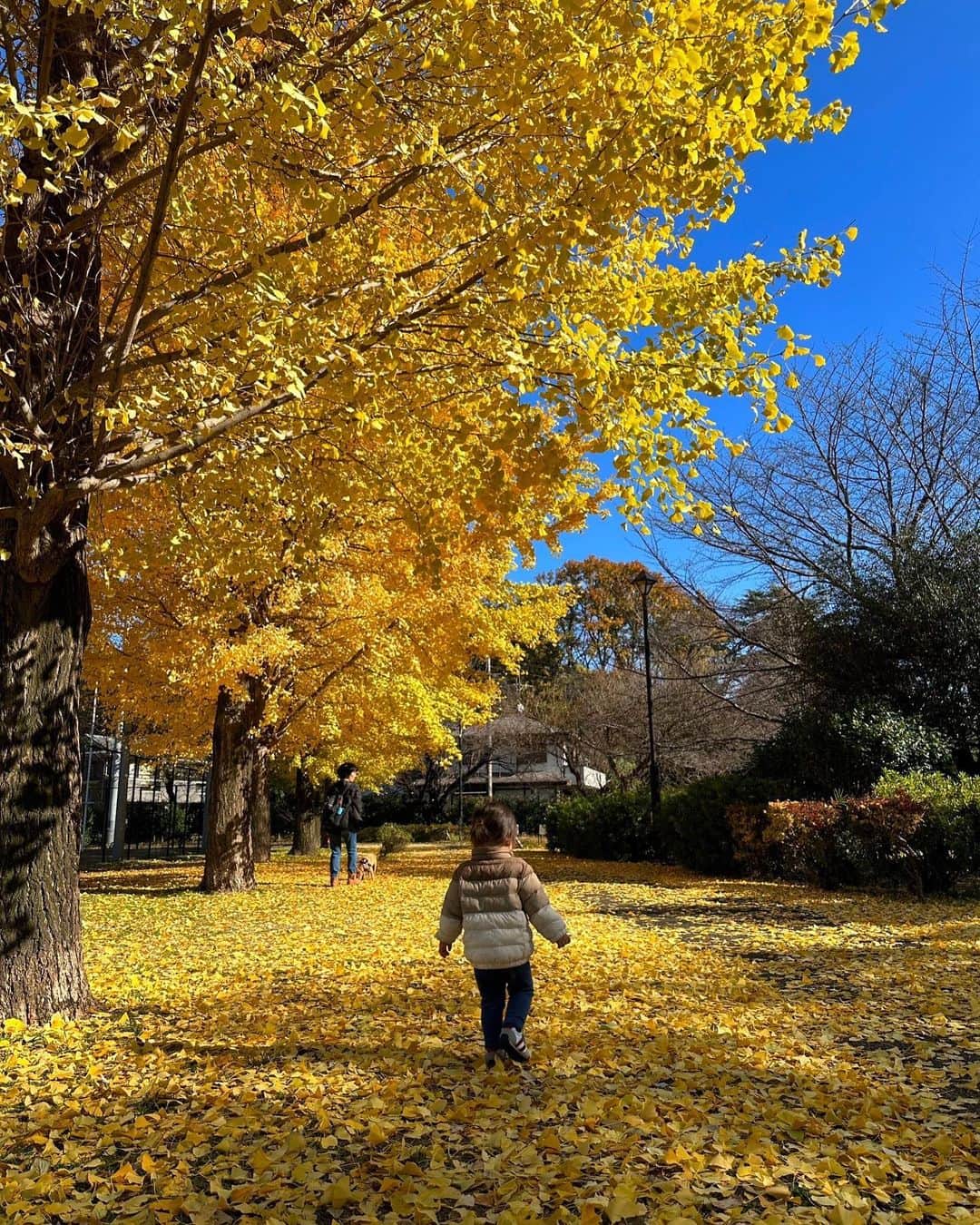 藤田崇寛のインスタグラム：「. 昨日は1日息子とお出かけデー😌  午前中はイチョウのきれいな公園で ブランコしたり、ボール遊びしたり 落ち葉で遊んだり🍁  昼からは渋谷に出かけて 宮下パークでのんびりしつつ 今年も外苑前のイチョウ並木へ🍂 渋谷からの長い道のりを一緒によく歩きました👶  そこからはこの日の大イベント ドクターイエローを見に東京駅へ👀 夏に東京駅で新幹線を見て以来 めちゃくちゃ詳しくなり ドクターイエローが1番のお気に入りに。  ただドクターイエローは検査車両で 時刻表にも出てこない幻の新幹線🚄 色々と調べてやっと見られるということで お寿司で腹ごしらえをして全力待機。  すると黄色い車体のかっこいい車両がホームに！ 僕自身も一度も生で見たことなかったので 興奮しました！！！ ホームにも人だかりができる人気ぶり。 さすがドクターイエロー！  他にものぞみに、かがやき、はやぶさと いろんな種類の新幹線と出会えました。 これまで全く興味がなかったけど 子供に世界を広げてもらっています。  最後は東京駅周りのクリスマスイルミネーションを 楽しんで帰ってきました😌 大満足の1日！」