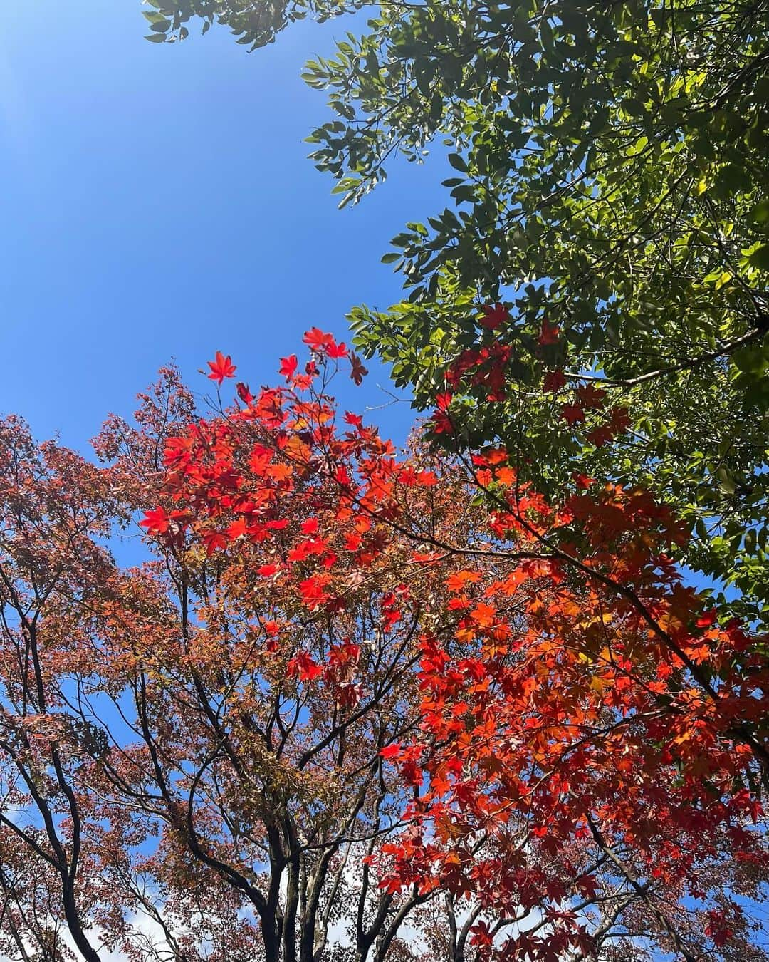 阿野いずみさんのインスタグラム写真 - (阿野いずみInstagram)「紅葉を見に行った日です🍁  🏷️ coat @and.couture   レンズに指紋べたべたで画質悪いです🫨  #冬コーデ #フェミニンコーデ #紅葉 #大濠公園」12月7日 20時52分 - izumi_ano