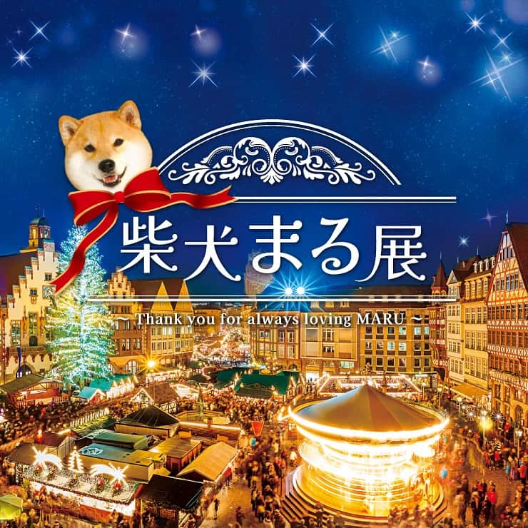 まる（まるたろう）のインスタグラム：「柴犬まる展 ～ Thank you for always loving MARU ～ Shiba Inu Maru Exhibition will be held at WhiteGallery, Sendagi Station, Chiyoda Line, Tokyo. 0-16 years old Maru's history is also posted in English translation, so please come and visit.  クリスマスはまるにとって大事な日なんだ～🐶🎄✨ #柴犬まるのうちのこ記念日 #じぇったい来てね #詳しくは @marutaro_onlineshop」