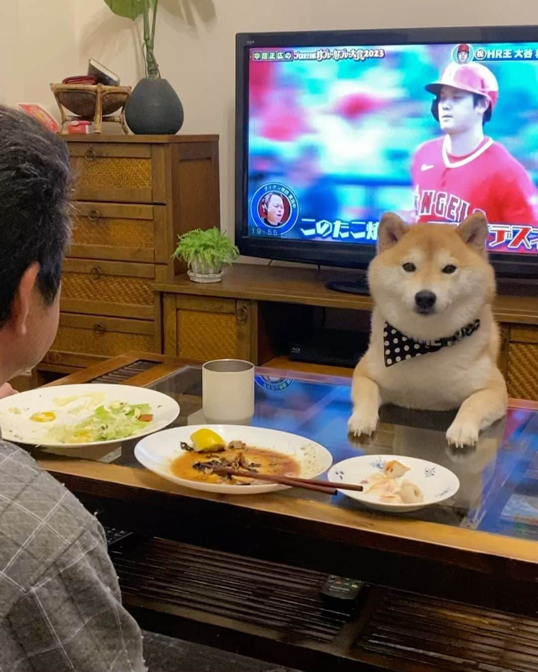 柴犬小雨のインスタグラム：「・ 定位置からこんばんワン🐶  ...あ、あくびでちゃった💦 ・ ・ ・ #shiba_snap #shibamania #petstagram #dog  #shibadog #petstagram #pet #shiba #shibainu #shibaaaaainu #shibastagram #pecoいぬ部 #dogstagram #子犬#仔犬#狗 #犬のいる暮らし #犬のいる生活 #こいぬ#いぬのきもち #豆柴#まめしば#しばいぬ #9gag #しばけん #ペット#小狗#柴犬#犬#柴犬小雨#シバイヌ」