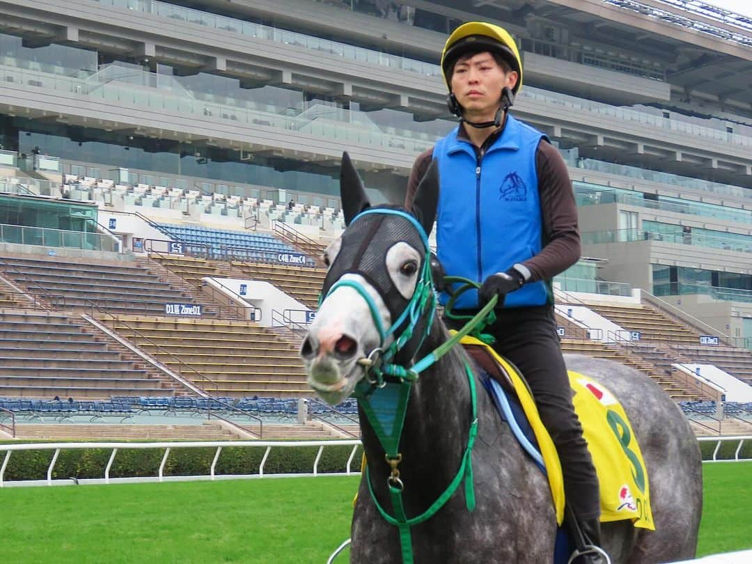 netkeibaのインスタグラム：「ㅤㅤㅤㅤㅤㅤㅤㅤㅤㅤㅤㅤㅤ ㅤㅤㅤㅤㅤㅤㅤㅤㅤㅤㅤ 12/6 追い切り #香港スプリント 組 🇯🇵  #マッドクール #ジャスパークローネ  #HKRacing #HKJC #shatinracecourse #香港賽馬會 #沙田馬場 #香港国際競走 #instahorse #horsetagram #instahorse #horsetagram #thoroughbred #horseracing #horse #horseofinstagram #keiba #競馬 #instagood #芦毛」