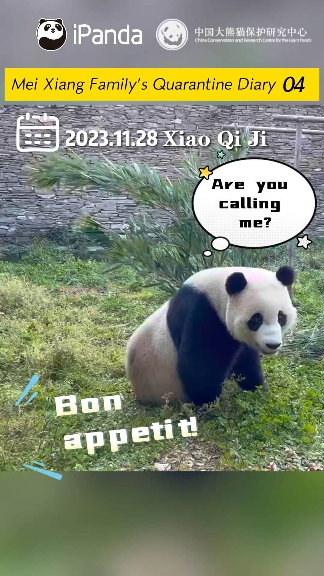 iPandaのインスタグラム：「Mei Xiang’s family returned home for almost a month. As you look forward to meeting them offline, how much do you know about their preferences and little secrets? And who will be the heaviest among these three? In the latest quarantine diary, we reveal more stories about Mei Xiang’s family for you! 🐼 🐼 🐼 #Panda #iPanda #Cute #CCRCGP #PandaNews #ChinaUS #FriendshipMessenger #ReturnOfPandas #pandastory #pandaxiaoqiji #pandameixiang #pandatiantian #littlemiracle  For more panda information, please check out: https://en.ipanda.com」