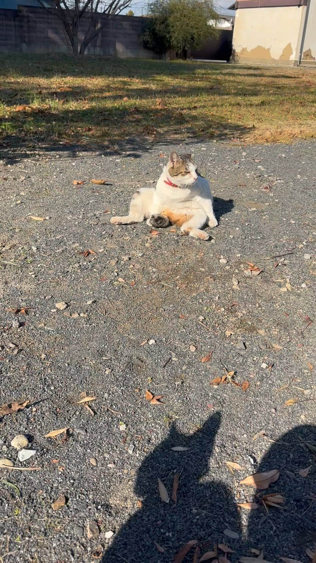 やふのインスタグラム：「健の急襲を受けるおっさん . #cat #neko #catlovers #catsofinstagram #catstagram #instacat #猫 #ねこ #ネコ #保護猫 #京太 #健」