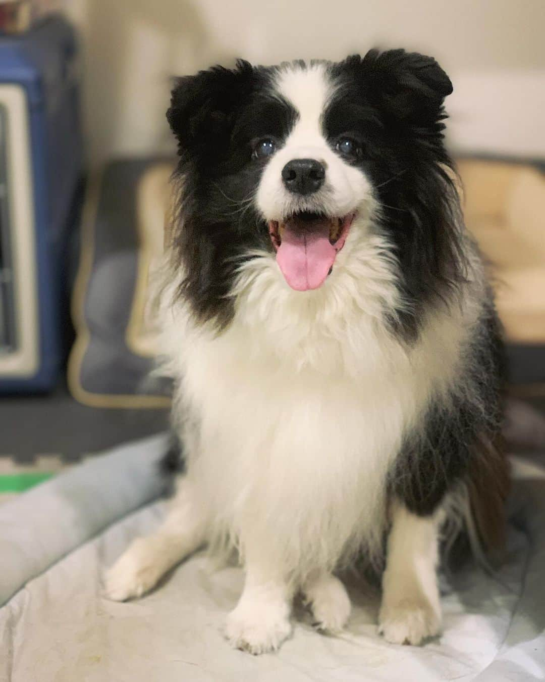 犬バカ部宣伝部長のインスタグラム：「今日もボダ湯たんぽして寝ます🐼❤️ みなさんおやすみなさーい🌙✨ ⁡ #犬バカ部 #bordercollie #ボーダーコリー #dog #犬 #白黒 #そら #ふにゃボダ部 #ボダ娘」