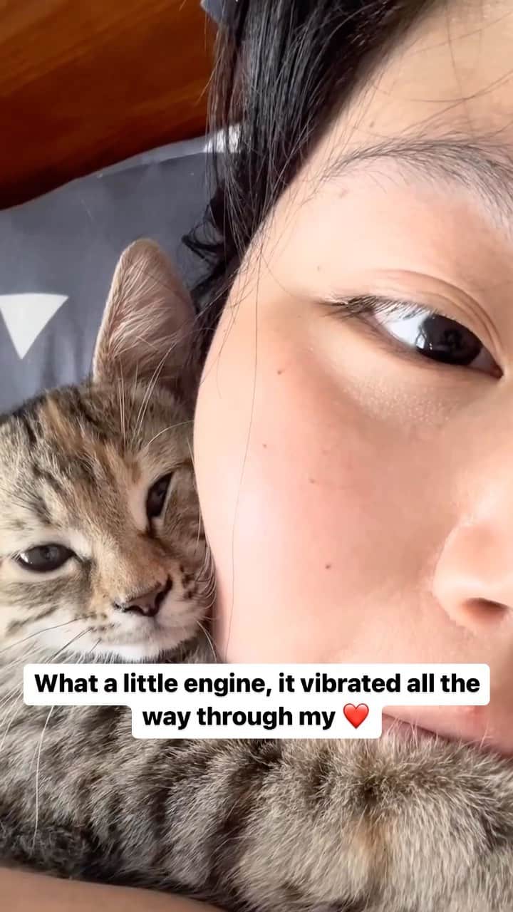 Cute Pets Dogs Catsのインスタグラム：「What a little engine, it vibrated all the way through my ❤️  Credit: adorable @叨乐喵 | DY ** For all crediting issues and removals pls 𝐄𝐦𝐚𝐢𝐥 𝐮𝐬 ☺️  𝐍𝐨𝐭𝐞: we don’t own this video/pics, all rights go to their respective owners. If owner is not provided, tagged (meaning we couldn’t find who is the owner), 𝐩𝐥𝐬 𝐄𝐦𝐚𝐢𝐥 𝐮𝐬 with 𝐬𝐮𝐛𝐣𝐞𝐜𝐭 “𝐂𝐫𝐞𝐝𝐢𝐭 𝐈𝐬𝐬𝐮𝐞𝐬” and 𝐨𝐰𝐧𝐞𝐫 𝐰𝐢𝐥𝐥 𝐛𝐞 𝐭𝐚𝐠𝐠𝐞𝐝 𝐬𝐡𝐨𝐫𝐭𝐥𝐲 𝐚𝐟𝐭𝐞𝐫.  We have been building this community for over 6 years, but 𝐞𝐯𝐞𝐫𝐲 𝐫𝐞𝐩𝐨𝐫𝐭 𝐜𝐨𝐮𝐥𝐝 𝐠𝐞𝐭 𝐨𝐮𝐫 𝐩𝐚𝐠𝐞 𝐝𝐞𝐥𝐞𝐭𝐞𝐝, pls email us first. **」