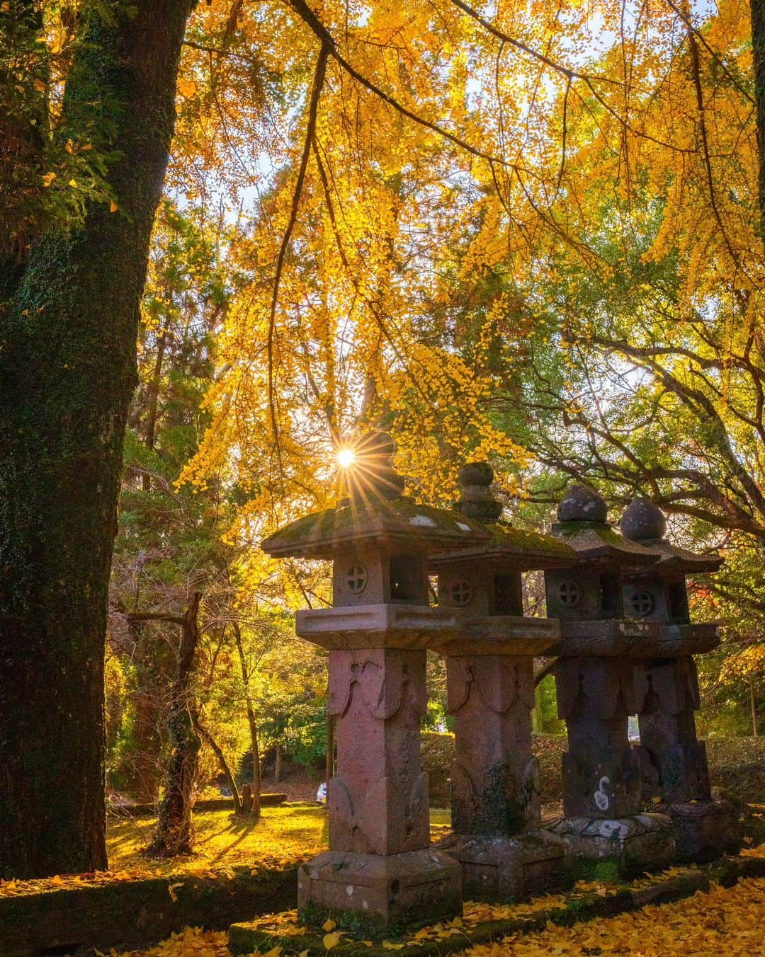 鹿児島よかもん再発見のインスタグラム：「日置市伊集院町の徳重神社のイチョウ＼(^o^)／ R5/12/2  妙円寺詣りの盛り上がりから、一ヶ月ちょっと  静かに色づく立派なイチョウ😃  #鹿児島 #鹿児島紅葉 #鹿児島観光 #日置市 #日置市伊集院町 #徳重神社 #神社 #鹿児島の自然 #鹿児島の風景 #紅葉 #イチョウ #kagoshima #kagoshimaphoto  #kagoshimaphotograph  #japan  #kyusyu」