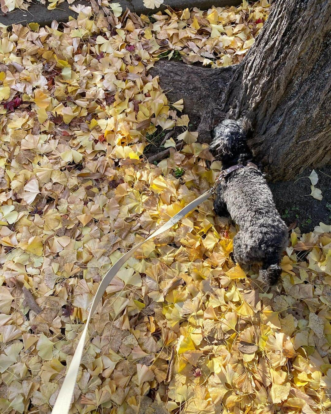 植村麻由さんのインスタグラム写真 - (植村麻由Instagram)「🍂🍁」12月7日 22時09分 - oeufmayu