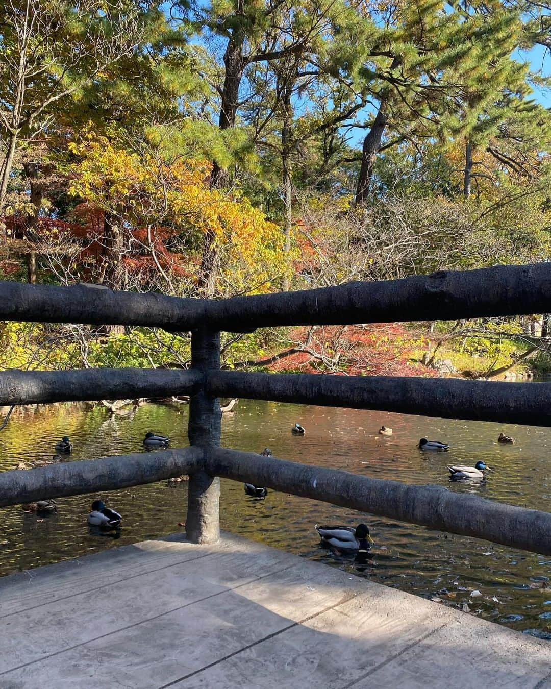 植村麻由さんのインスタグラム写真 - (植村麻由Instagram)「🍂🍁」12月7日 22時09分 - oeufmayu