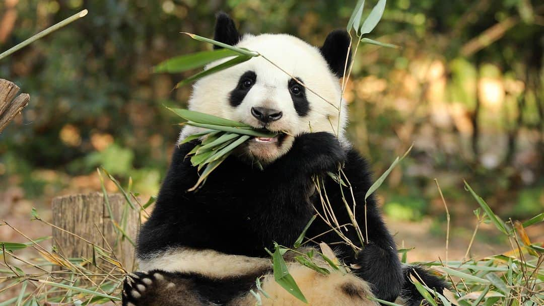 iPandaのインスタグラム：「Watch this instructional video and follow its guide. Our smart baby panda is teaching you how to eat bamboo leaf skewers correctly. 🐼 🐼 🐼 #Panda #iPanda #Cute #HiPanda #ChengduPandaBase  For more panda information, please check out: https://en.ipanda.com」