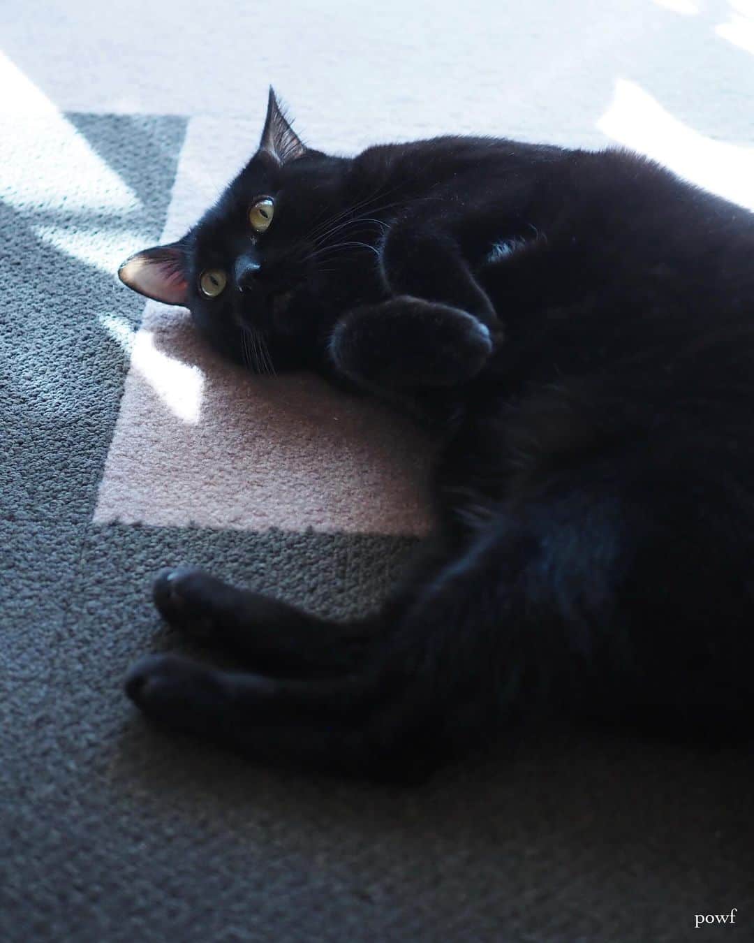anemone_69さんのインスタグラム写真 - (anemone_69Instagram)「🐈‍⬛ . . #ハカセとキョウジュ #blackcat #黒猫 #cat #猫 #保護猫 . . .」12月7日 22時16分 - powf
