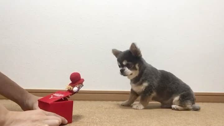 Yukiのインスタグラム：「ラズが驚いてるところを見たことがない😂3.11の地震の時は、靴箱の靴出して、自分で入るし…冷静かて😂 ラズのドン構えてるところ、本当に好き☺️ #ガン見#ノーリアクション犬」