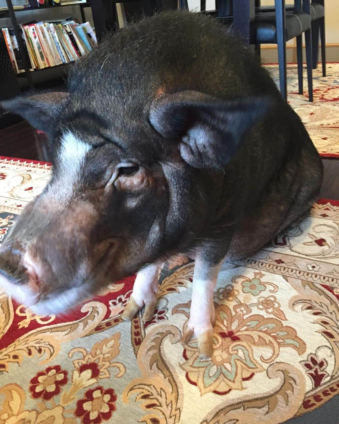 前園真聖さんのインスタグラム写真 - (前園真聖Instagram)「今日は7日、セブンの日です🐽 セブンに逢いにいく片道3時間の旅が家族の楽しみです☺️ 家でもセブンの気配を感じる時があるので、ちょくちょく帰ってきてるみたいです😊 アンジェロもセブンに逢えて喜んでました。 また逢いにいくね、セブン。 #セブン #ミニブタ #家族」12月7日 22時27分 - maezono_masakiyo