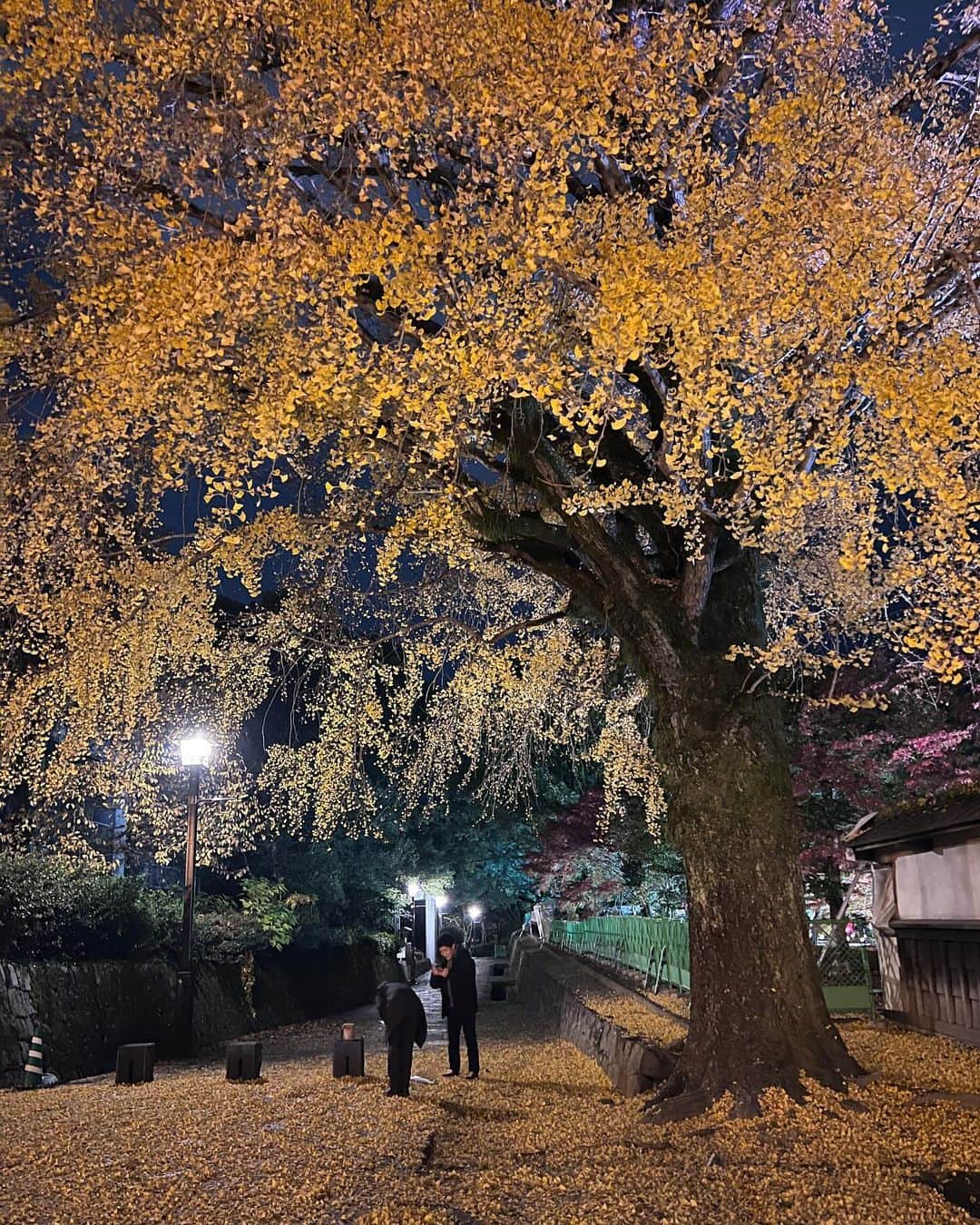 濱田杏奈さんのインスタグラム写真 - (濱田杏奈Instagram)「_  今年の紅葉写真たち。📸 細川邸の入り口の銀杏の木がとてもとても大きくてかっこよかった☺️  わんこたちも嬉しそうに散歩してて平和だった🐕  #hamada_diary」12月7日 22時41分 - hamada_out