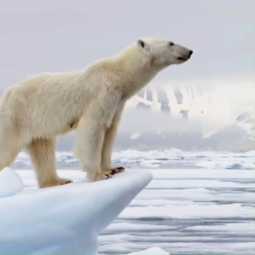 アニマルプラネットのインスタグラム：「How it feels standing on your porch on a snowy morning. 🫡❄  #polarbear #kingofthenorth」