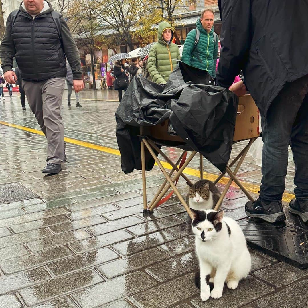 ヤマザキマリさんのインスタグラム写真 - (ヤマザキマリInstagram)「トプカプ宮殿の猫たち」12月7日 22時54分 - thermariyamazaki