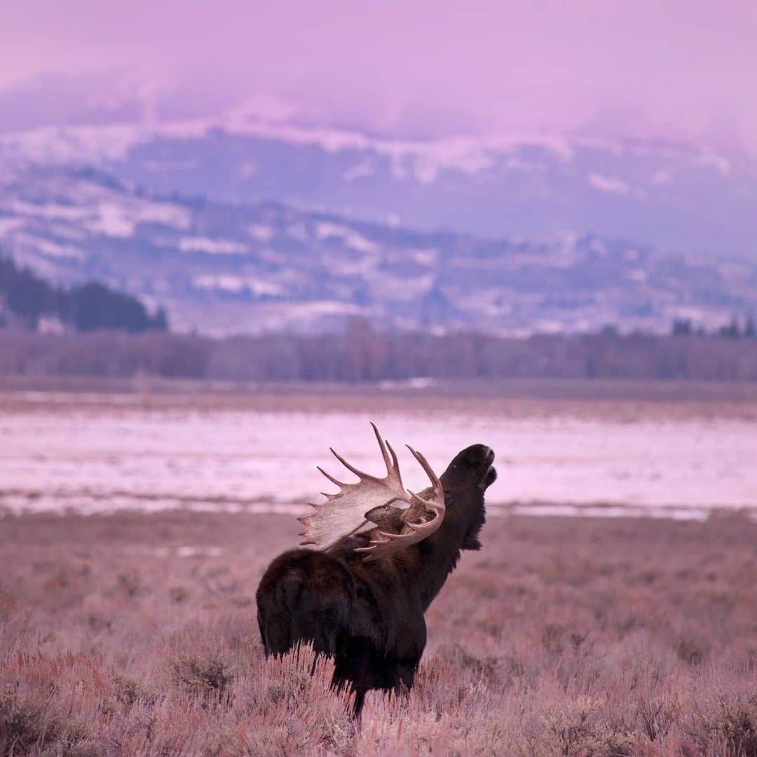 Discoveryさんのインスタグラム写真 - (DiscoveryInstagram)「Sun salutation. 🫎‍🌞  This bull #moose greets the day in #GrandTetonNationalPark.  📷: Chase Dekker」12月7日 23時00分 - discovery