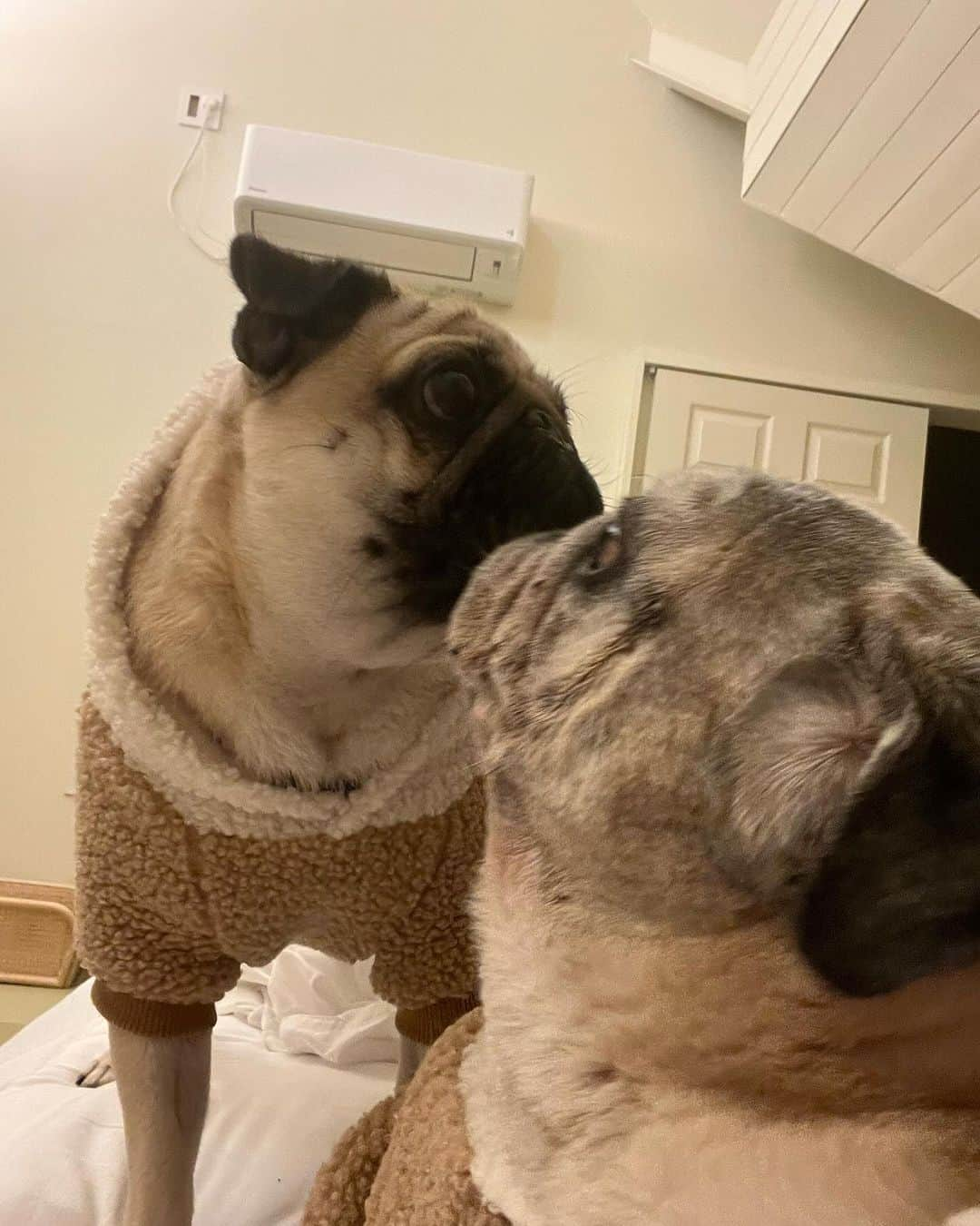 やついいちろうのインスタグラム：「こぶしとこはだと私  KISS  #pug #pugs #puglife #puglove #パグ #パグスタグラム #うちの犬がおじいちゃんになっちゃった」