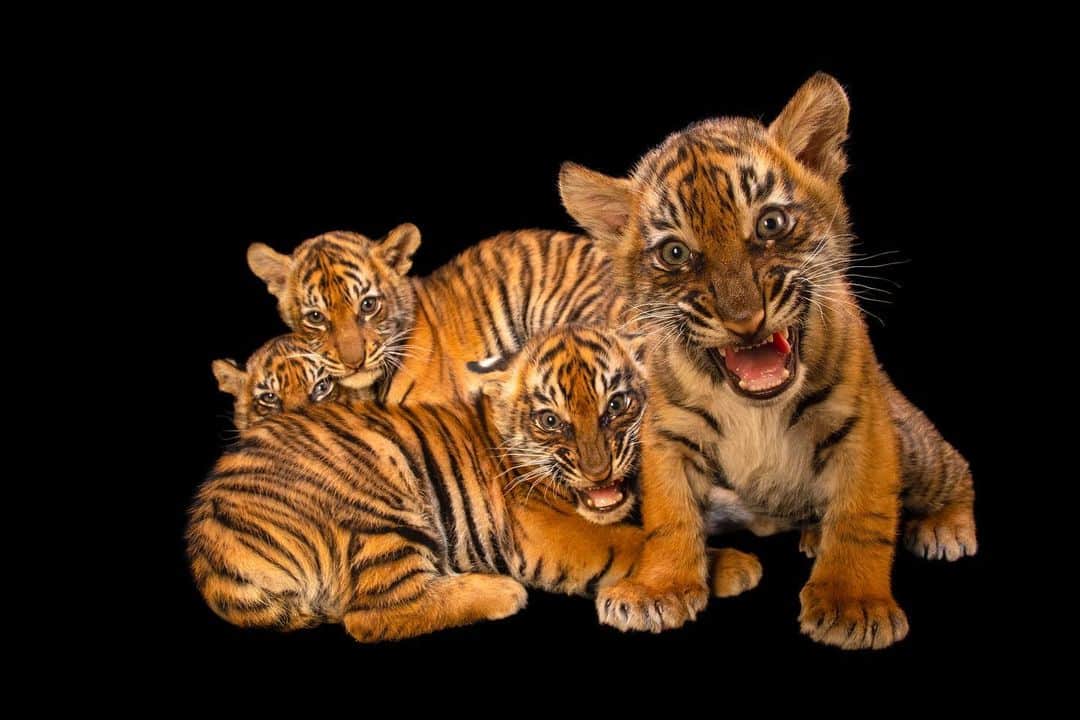 Joel Sartoreのインスタグラム：「These adorable quadruplets born @tierparkberlin don’t realize it, but they carry the future of their species on their shoulders. In the wild, these tigers are faced with two major threats - habitat loss due to palm oil production and illegal snare poaching linked to the use of tiger body parts in traditional Asian medicine. Sumatran tiger numbers have been decreasing dramatically over the last several decades. Tierpark Berlin is working with the regional and global conservation breeding program and zoos all over the world to establish an ex-situ population as one component of the overall strategy to save this critically endangered species.  This December, we’re counting down to the anniversary of the Endangered Species Act on December 28th. Each day, we’ll feature a different species protected by this act so you can learn more about their stories. #PhotoArk #HopeForSpecies @insidenatgeo」