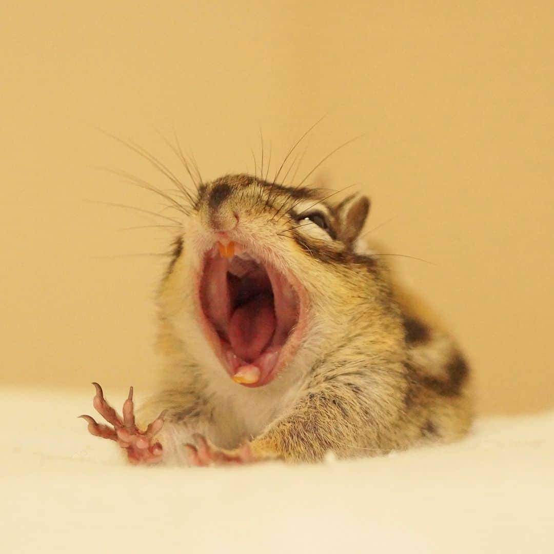 ビッケ & トッドのインスタグラム：「#Tod BIG YAWN!!  気付けば12月 1週間が経過していました…  #tbt #throwbackthursday  #chipmunk #シマリス #リス」