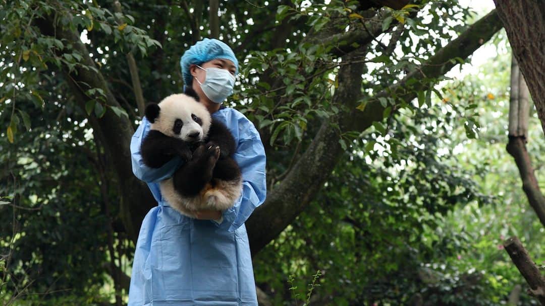 iPandaのインスタグラム：「Nanny witnesses my up and down, fall and rise. Thank you for accompanying me  throughout every bit of my growth! 🐼 🐼 🐼 #Panda #iPanda #Cute #PandaTheatre #BestJobInTheWorld #ChengduPandaBase  For more panda information, please check out: https://en.ipanda.com」