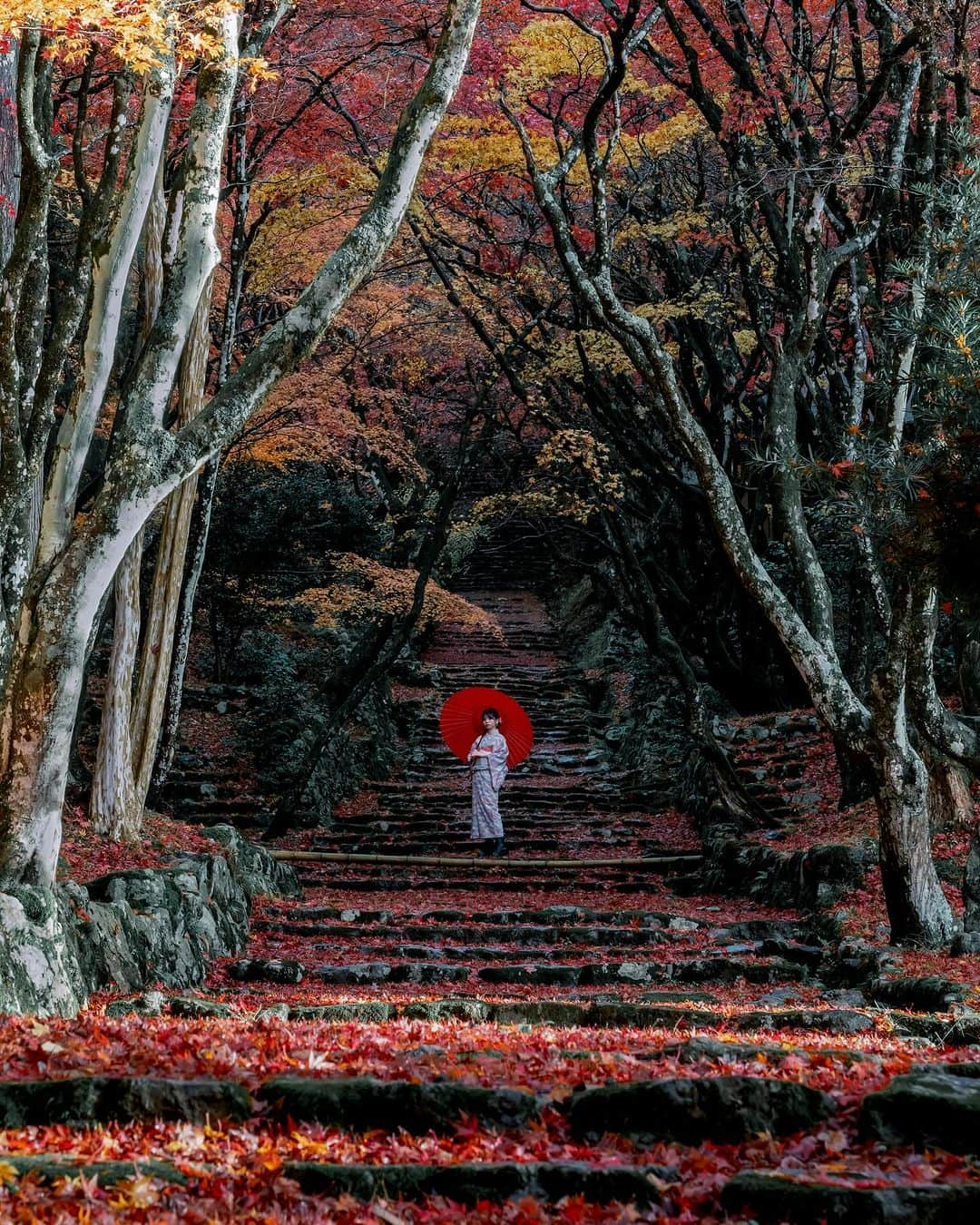 shabonのインスタグラム：「* . . . . . この場所は奥の方が 自由に歩けるように なっているので 三脚タイムが終わり 10秒以内で撮りました🤣 （どこも10秒以内ですね🥺） . model : @rk19_photo . . FUJIFILM X-T5 /  XF50-140mm F2.8 R LM OIS WR . . . . . . * #tokyocameraclub #東京カメラ部 #hellofrom #raw_japan #visitjapanjp  #滋賀 #滋賀県 #shiga #鶏足寺  #着物 #着物コーデ #和装  #みんすと紅葉祭 #アドビちいさい秋みつけた2023 #紅葉スポット #紅葉ポートレート #紅葉 #落ち葉」