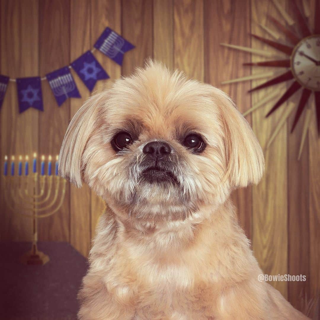 Dougie the Shih Tzuのインスタグラム：「Happy Hanukkah! 🕎」