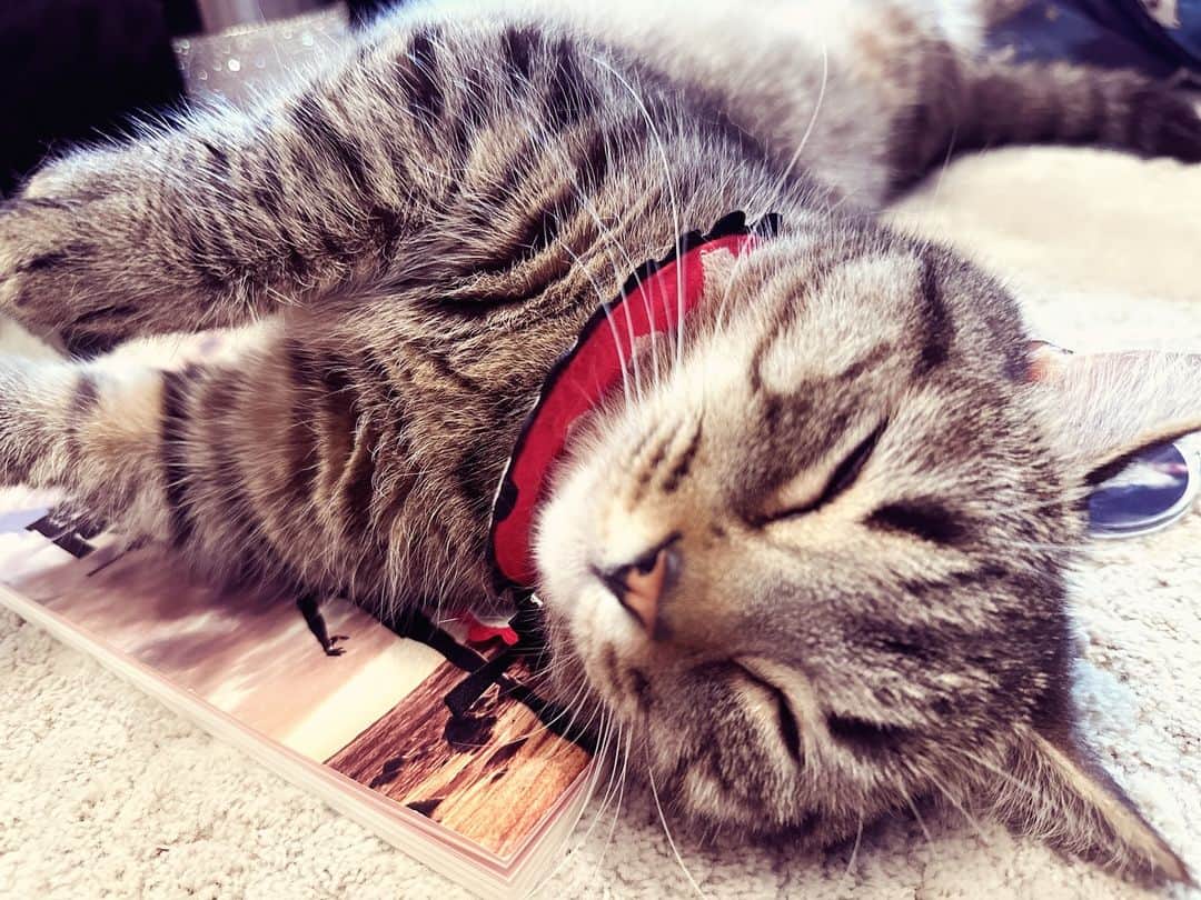 藤原紀香のインスタグラム：「あかん、またもや台本の、上で爆睡中。 こんな寝顔😴見てると勉強できひんやん~✨ 時間⏰がどんどん過ぎていくねーん😆 猫、あるあるやね✨  #新しい #ドラマ #撮影 の #台本 やで #猫のいる暮らし #関西弁  #猫なの #マンチカン #まーのすけ #猫あるある #猫写真 #cat  #script  #drama」