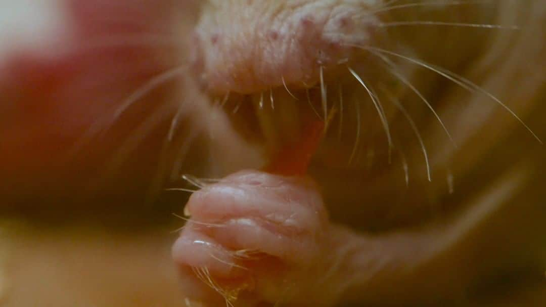 スミソニアン国立動物園のインスタグラム：「🍑 Could naked mole-rats be the #inspo for Pantone's 2024 color of the year, Peach Fuzz? Despite their name, naked mole-rats *aren't* completely hairless! They have sensory whiskers on their faces and on their tails, and they have hairs between their toes that allow their feet to function as brooms with which they sweep soil. Their "peach fuzz" is the perfect combo of style AND function! 💅📽️ Check out our colony on the Naked Mole-Rat Cam: https://s.si.edu/47GHPGe. (Link in bio.) . . .  @smithsonian #pantone #pantonecoloroftheyear #pantone2024 #peachfuzz」