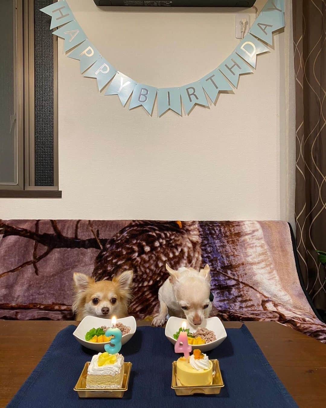 宇梶剛士さんのインスタグラム写真 - (宇梶剛士Instagram)「はい📸パチリ✨に辿り着くまで何十枚撮ったことか。お〜い、くっつきすぎ〜💦あっ！まだダメっ💦おっ、どこいくの〜💦ポツ〜ンじゃん💦ということで、でもないけれど12月6日はノク4歳の誕生日でした。 9月のキト3歳の誕生日がとってもバタバタしていて、ちゃんとしてあげられなかったので(ほぼやる方の満足ですが)合同でお祝いしました。記念写真を撮るのにはたいそう時間をくったけれども、ご馳走を平らげるのは一瞬でした。  二子玉川も表参道も、街は師走の様相ですね。阿寒湖でいただいたトーラサンペ(まりも羊羹)食べちゃぉ♪さぁ今日は金曜日。『フェルマーの料理』第8話は22時から始まります。岳の親父は10枚目のあそこにおります🍀  #誕生日 #記念撮影 #チワワ #まりも羊羹 #師走の街 #フェルマーの料理 #TBS系列」12月8日 12時52分 - ukajiii