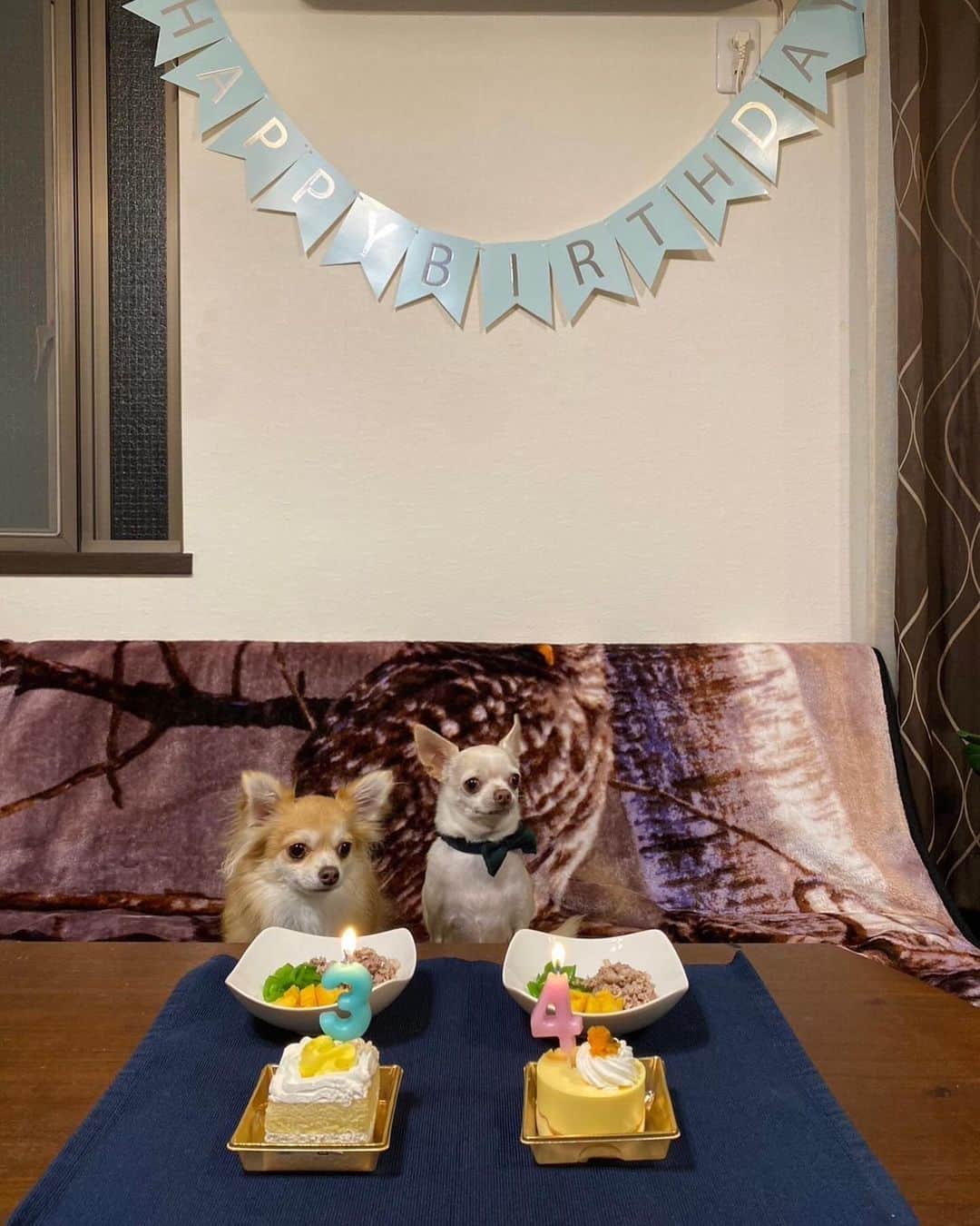 宇梶剛士さんのインスタグラム写真 - (宇梶剛士Instagram)「はい📸パチリ✨に辿り着くまで何十枚撮ったことか。お〜い、くっつきすぎ〜💦あっ！まだダメっ💦おっ、どこいくの〜💦ポツ〜ンじゃん💦ということで、でもないけれど12月6日はノク4歳の誕生日でした。 9月のキト3歳の誕生日がとってもバタバタしていて、ちゃんとしてあげられなかったので(ほぼやる方の満足ですが)合同でお祝いしました。記念写真を撮るのにはたいそう時間をくったけれども、ご馳走を平らげるのは一瞬でした。  二子玉川も表参道も、街は師走の様相ですね。阿寒湖でいただいたトーラサンペ(まりも羊羹)食べちゃぉ♪さぁ今日は金曜日。『フェルマーの料理』第8話は22時から始まります。岳の親父は10枚目のあそこにおります🍀  #誕生日 #記念撮影 #チワワ #まりも羊羹 #師走の街 #フェルマーの料理 #TBS系列」12月8日 12時52分 - ukajiii