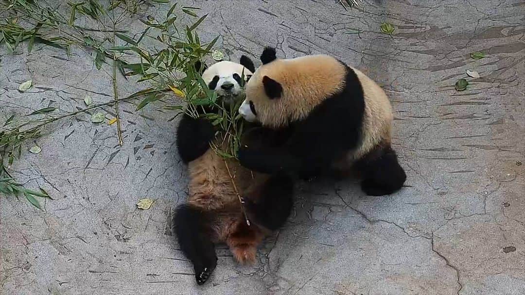 iPandaのインスタグラム：「Panda’s favourite bamboo is always the one in another panda’s hand. (Qing Hua & Qing Lu) 🐼 🐼 🐼 #Panda #iPanda #Cute #HiPanda #CCRCGP  For more panda information, please check out: https://en.ipanda.com」
