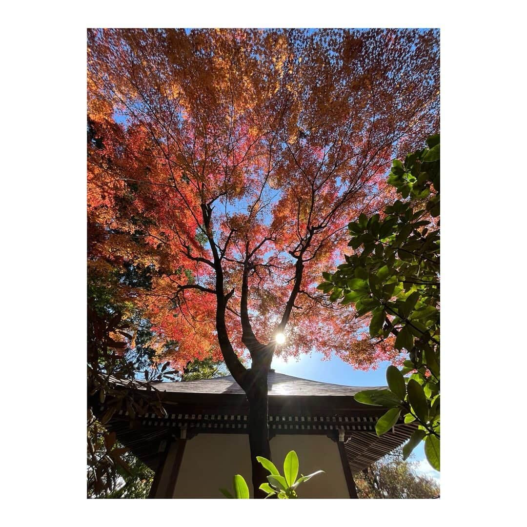 黒沢あすかさんのインスタグラム写真 - (黒沢あすかInstagram)「陽射しを浴びるとからだの中からあったまるね」12月8日 12時31分 - kurosawa_asuka_official