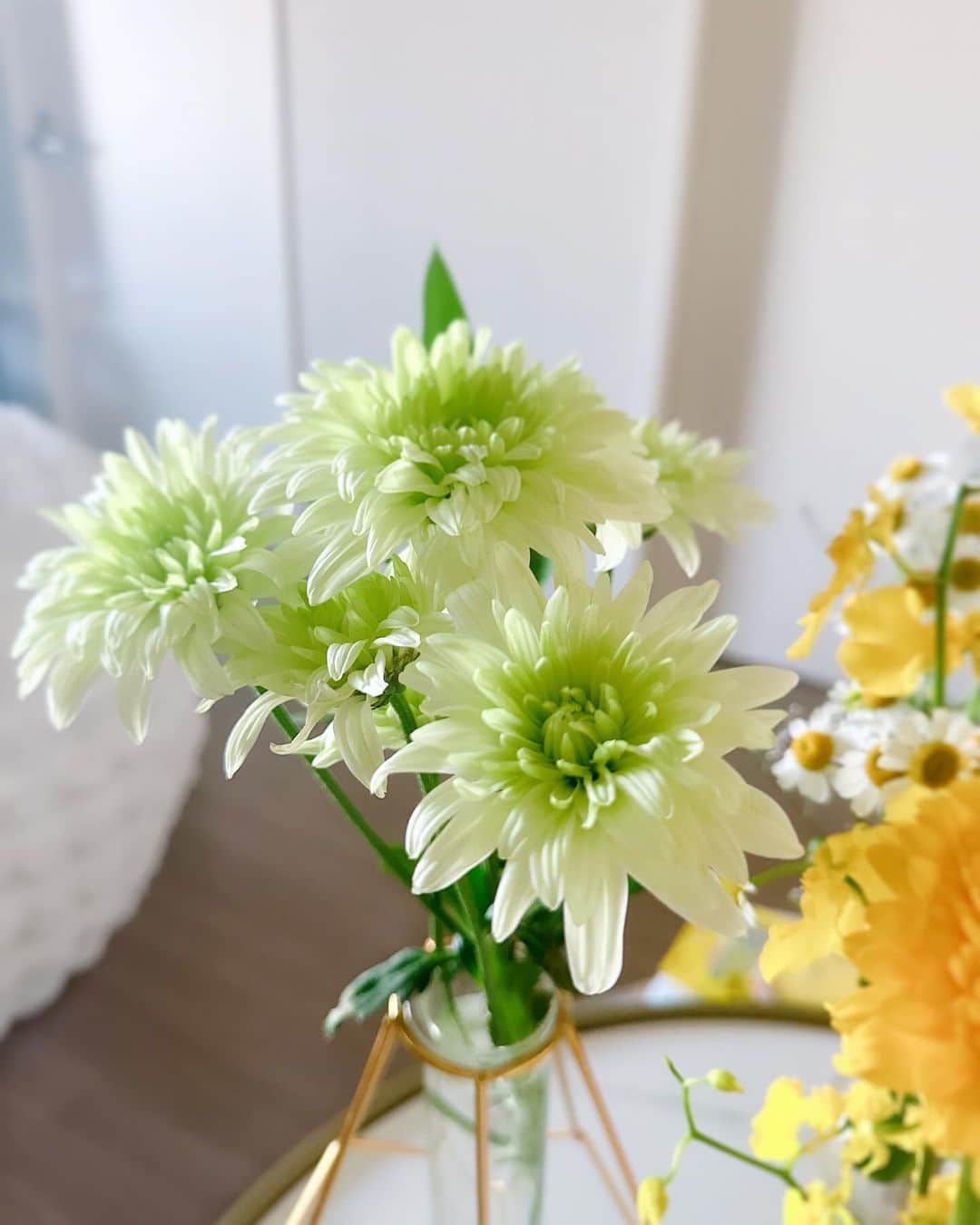 休井美郷さんのインスタグラム写真 - (休井美郷Instagram)「かれこれ3週間とちょっとくらい咲いてる、このお花🕊‪💚  なんて元気なんだ。  でこれなんて言うお花？🥺」12月8日 12時41分 - kyuui_misato