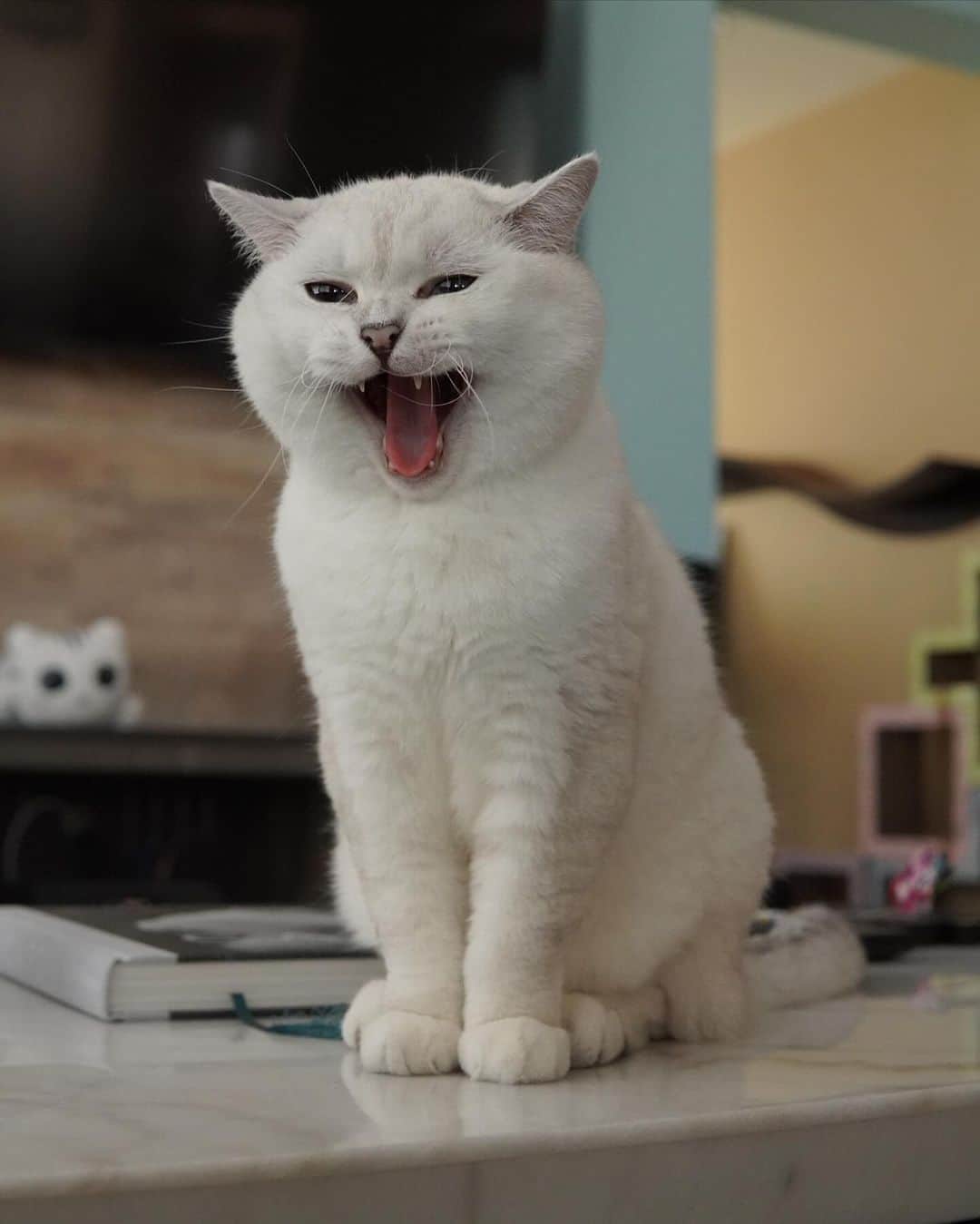 ミスター・ホワイトさんのインスタグラム写真 - (ミスター・ホワイトInstagram)「Roar 🦁   #meow #roar #cute #catsofinstagram」12月8日 12時45分 - white_coffee_cat