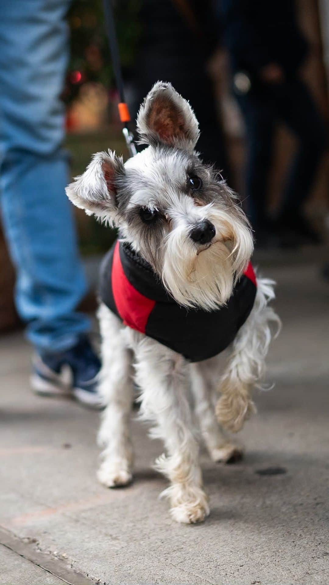 The Dogistのインスタグラム：「Tanzy, Miniature Schnauzer (3.5 y/o), 15th & 9th Ave., New York, NY • “She’s very protective – she barks at small children. She also herds us – she’ll run circles around us when we’re going places.”  How does your dog feel about small children?」