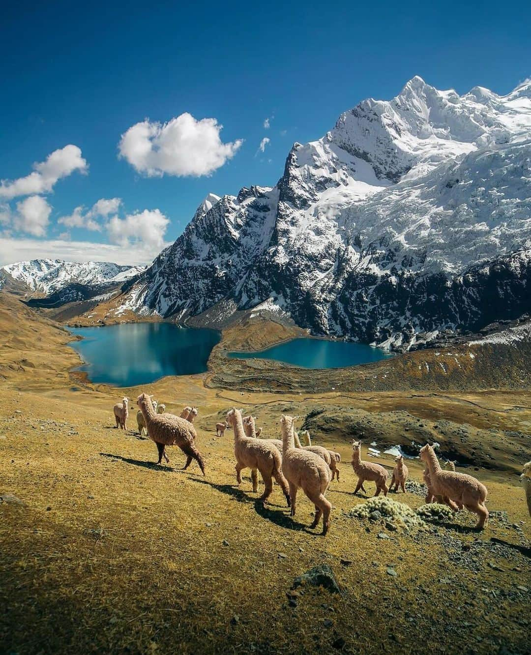 Instagramersさんのインスタグラム写真 - (InstagramersInstagram)「Wonderful nature in Perú by @emmett_sparling and @igersperu 🏔️🦙📸😍✨🙌🏻✨ #igersperu #igers」12月8日 4時44分 - igers