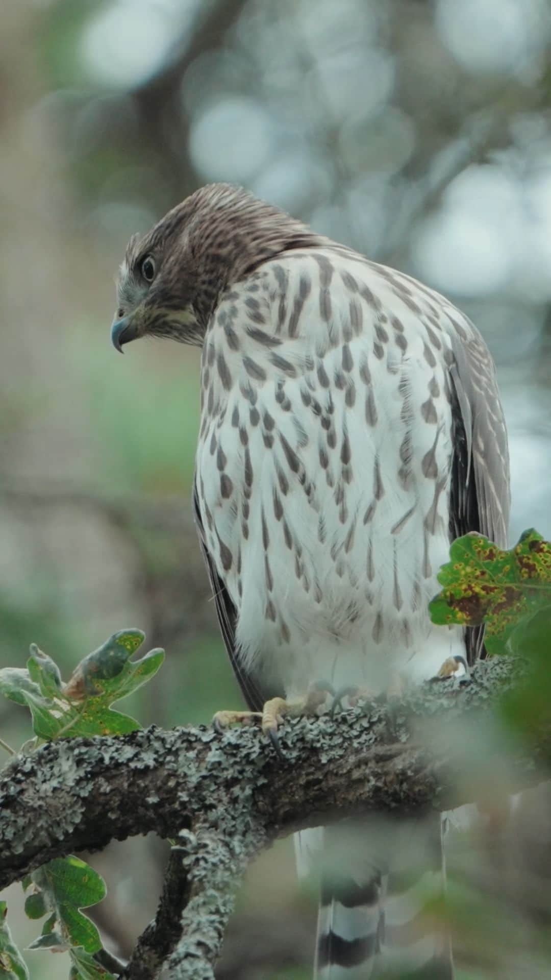 Discoveryのインスタグラム：「#DidYouKnow urban ecosystems can be home to generations of incredible wildlife? Photographer @itsryanwilkes documented a family of Cooper's hawks growing into their place as top predators in his #Vancouver, British Columbia neighborhood. Take a look into their secret world, and learn how to protect birds of prey in your own backyard! 🪶  #DiscoveryCollab #birdwatching #urbanwildlife」
