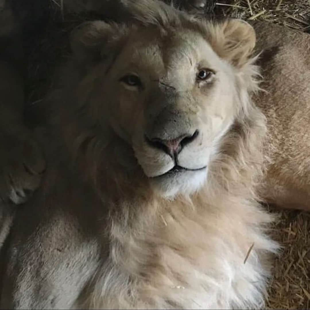 Black Jaguar-White Tiger のインスタグラム：「It just dawned on me: This has got to be one of the most “Translucent” pictures ever taken, for one can very easily see King Ali in all of his inner and outer Glory…」