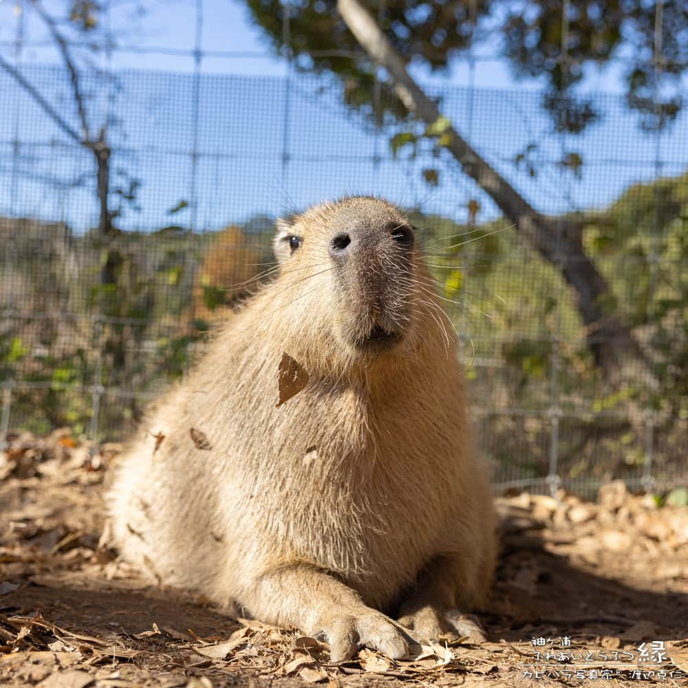 渡辺克仁のインスタグラム：「おはようございます。  #カピバラ #水豚 #capybara #おはよう」