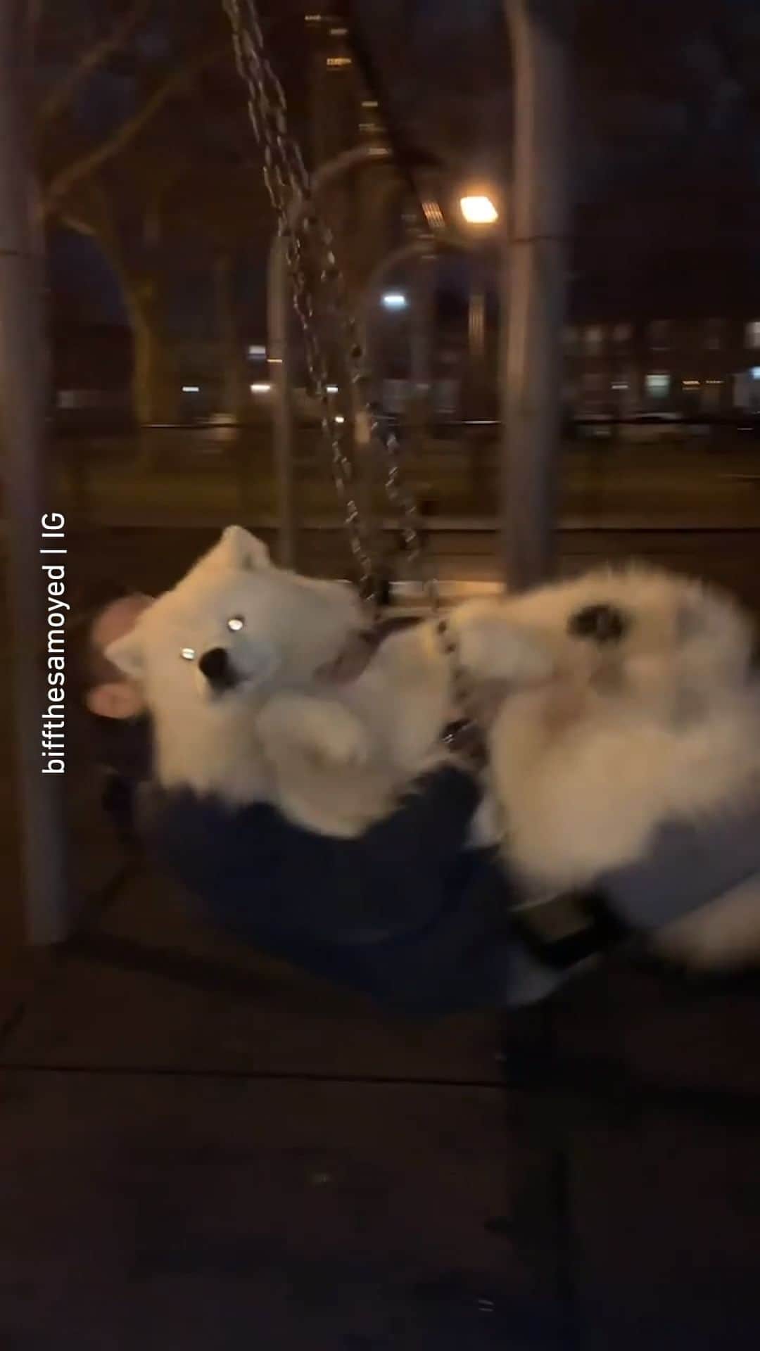9GAGのインスタグラム：「When you’re too big for the swing 🥺 | Follow @barked for more cute dogs! - 📹 @biffthesamoyed - #barked #dog #doggo #Samoyed #9gag」
