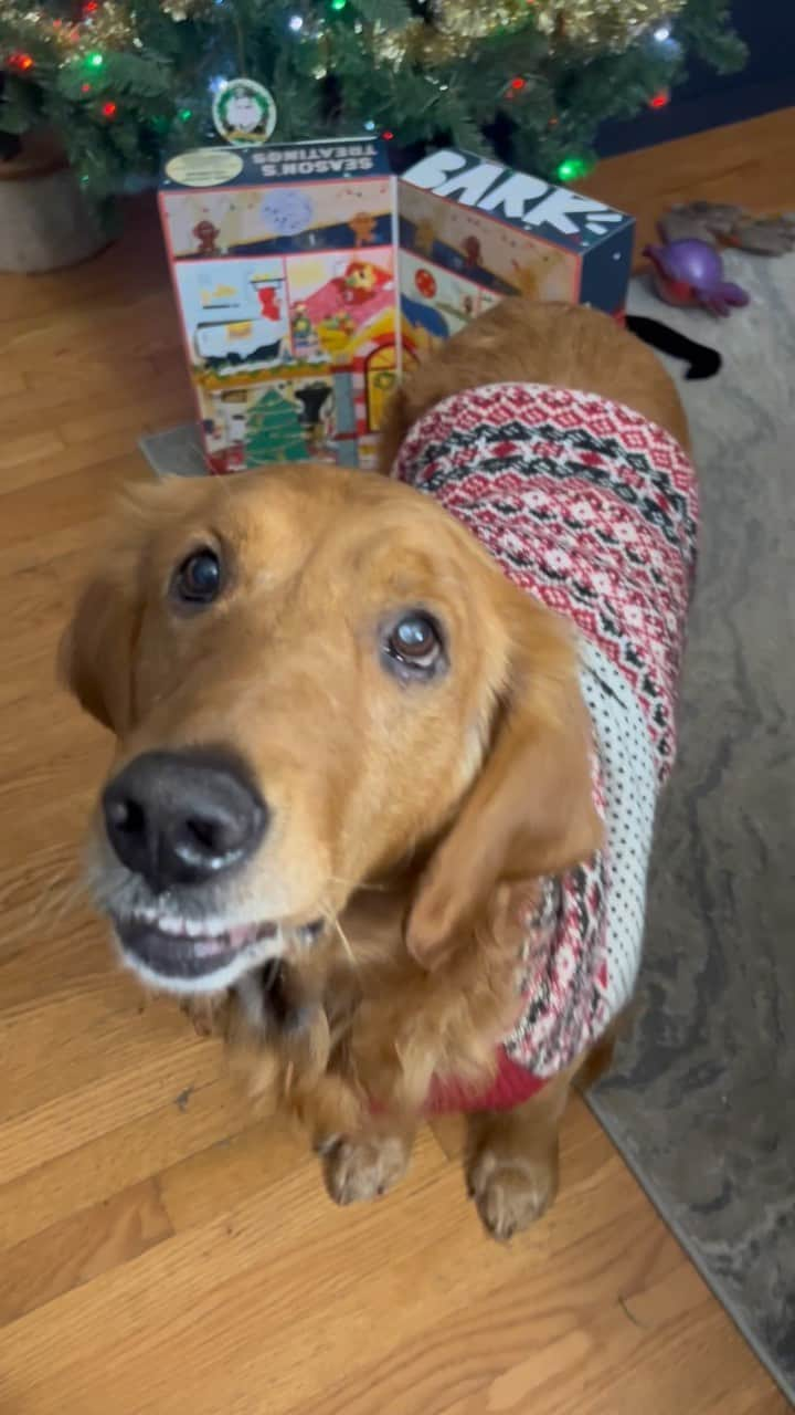 モヒートのインスタグラム：「Day 7 🎄 julep and daddy are on an adventure so just these two split today’s treat! #adventcalendar #christmas #dogsofinstagram #dogmom #goldenretriever」