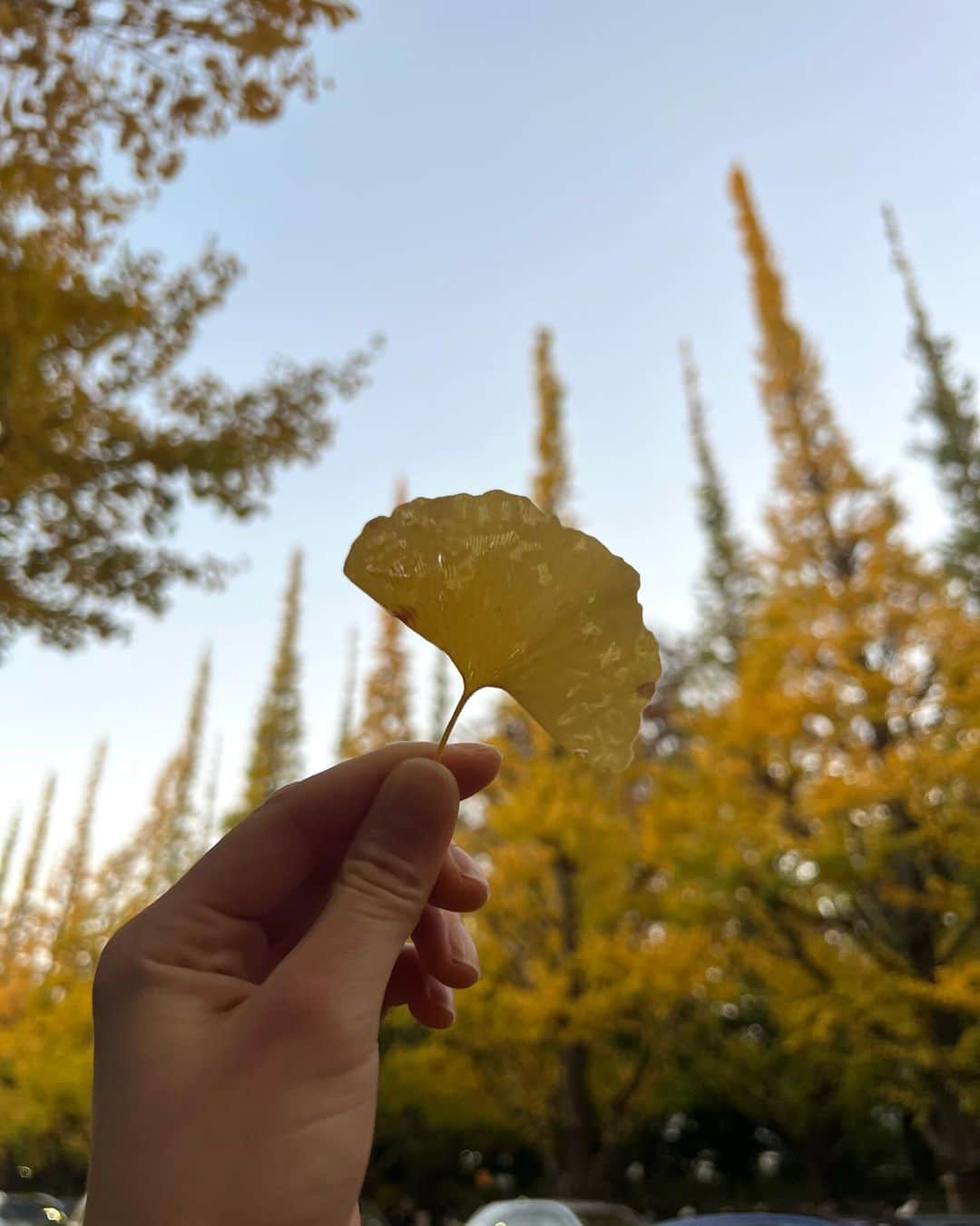 舞雛かのんさんのインスタグラム写真 - (舞雛かのんInstagram)「Date💛  美味しいもの食べて、イチョウ並木見に行って、 沢山話して笑って、心満たされた日🫶  ポテチみたいなイチョウの葉が なんとも愛おしかったです💛笑」12月8日 8時46分 - mizho_601