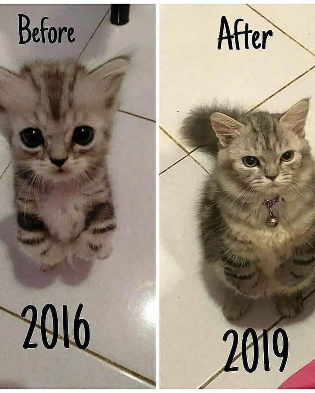 Cute Pets Dogs Catsさんのインスタグラム写真 - (Cute Pets Dogs CatsInstagram)「Do you like that transformation? 😍  Credit: adorable เตี่ยเตี้ย แมวน้อยสร้างรอยยิ้ม | FB (*read note below) ** For all crediting issues and removals pls 𝐄𝐦𝐚𝐢𝐥 𝐮𝐬 ☺️  𝐍𝐨𝐭𝐞: we don’t own this video/pics, all rights go to their respective owners. If owner is not provided, tagged (meaning we couldn’t find who is the owner), 𝐩𝐥𝐬 𝐄𝐦𝐚𝐢𝐥 𝐮𝐬 with 𝐬𝐮𝐛𝐣𝐞𝐜𝐭 “𝐂𝐫𝐞𝐝𝐢𝐭 𝐈𝐬𝐬𝐮𝐞𝐬” and 𝐨𝐰𝐧𝐞𝐫 𝐰𝐢𝐥𝐥 𝐛𝐞 𝐭𝐚𝐠𝐠𝐞𝐝 𝐬𝐡𝐨𝐫𝐭𝐥𝐲 𝐚𝐟𝐭𝐞𝐫.  We have been building this community for over 6 years, but 𝐞𝐯𝐞𝐫𝐲 𝐫𝐞𝐩𝐨𝐫𝐭 𝐜𝐨𝐮𝐥𝐝 𝐠𝐞𝐭 𝐨𝐮𝐫 𝐩𝐚𝐠𝐞 𝐝𝐞𝐥𝐞𝐭𝐞𝐝, pls email us first. **」12月8日 8時52分 - dailycatclub