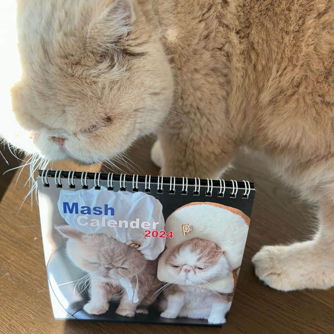 マッシュさんのインスタグラム写真 - (マッシュInstagram)「おはようございマッシュ！ Mash Calender 2024 出来ました。 発売は来週12/13を予定してマッシュ。 どうぞ宜しくお願い致します。 #mash calendar2024 #mash1126a  #マッシュのぺちゃんこライフ #cat #マッシュ #エキゾチックショートヘア #ねこ　#ネコ  #猫 #kitty  #猫部 #ねこ部 #ねこあつめ #にゃんだふるらいふ #猫莫迦 #catstagram #ExoticShorthair #catsofinstagram #catsosofinstagram #katten」12月8日 9時05分 - mash1126a