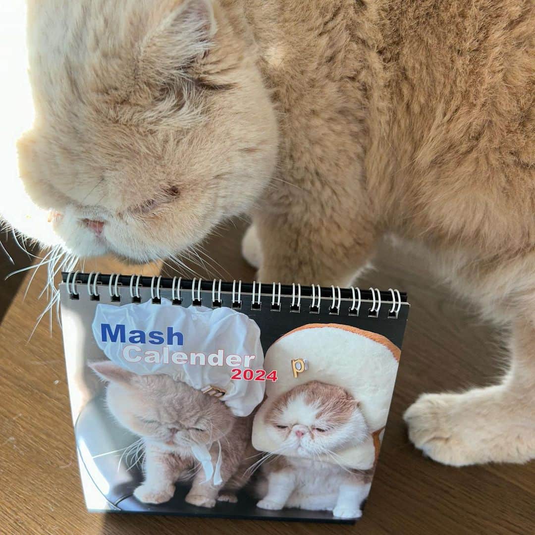マッシュのインスタグラム：「おはようございマッシュ！ Mash Calender 2024 出来ました。 発売は来週12/13を予定してマッシュ。 どうぞ宜しくお願い致します。 #mash calendar2024 #mash1126a  #マッシュのぺちゃんこライフ #cat #マッシュ #エキゾチックショートヘア #ねこ　#ネコ  #猫 #kitty  #猫部 #ねこ部 #ねこあつめ #にゃんだふるらいふ #猫莫迦 #catstagram #ExoticShorthair #catsofinstagram #catsosofinstagram #katten」