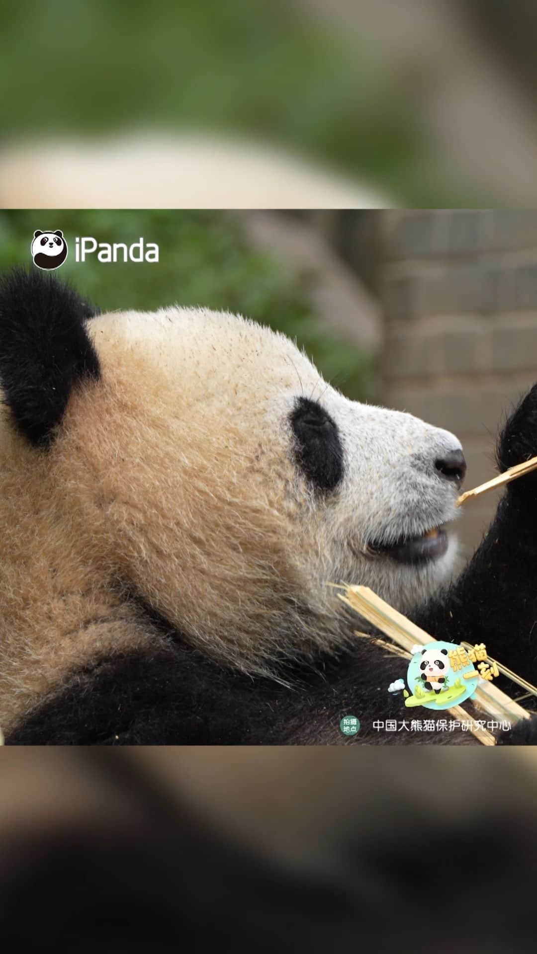 iPandaのインスタグラム：「Do you think I am photogenic? (Qing Lu) 🐼 🐼 🐼 #Panda #iPanda #Cute #HiPanda #CCRCGP #PandaMoment  For more panda information, please check out: https://en.ipanda.com」