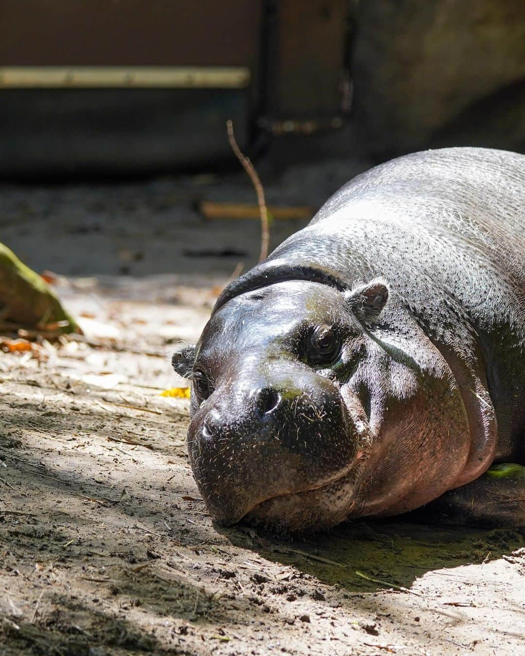 タロンガ動物園さんのインスタグラム写真 - (タロンガ動物園Instagram)「Pygmy Hippo Fergus soaking up these Sydney summer rays with his built-in sunscreen ☀️  Hippos produce a unique substance called “blood sweat”🩸Don’t worry, it’s not actually blood - it’s a red-coloured secretion that provides a layer of protection from the sun while keeping their skin hydrated.  Don’t be a hippo-crite and forget to slip slop and slap and wrap🧴🧢 we’ve got water bubblers around the zoo to keep you hydrated too!  📷 Keeper Scott」12月8日 10時55分 - tarongazoo